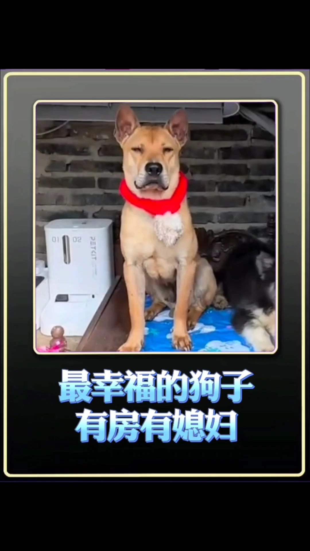 最幸福的狗子