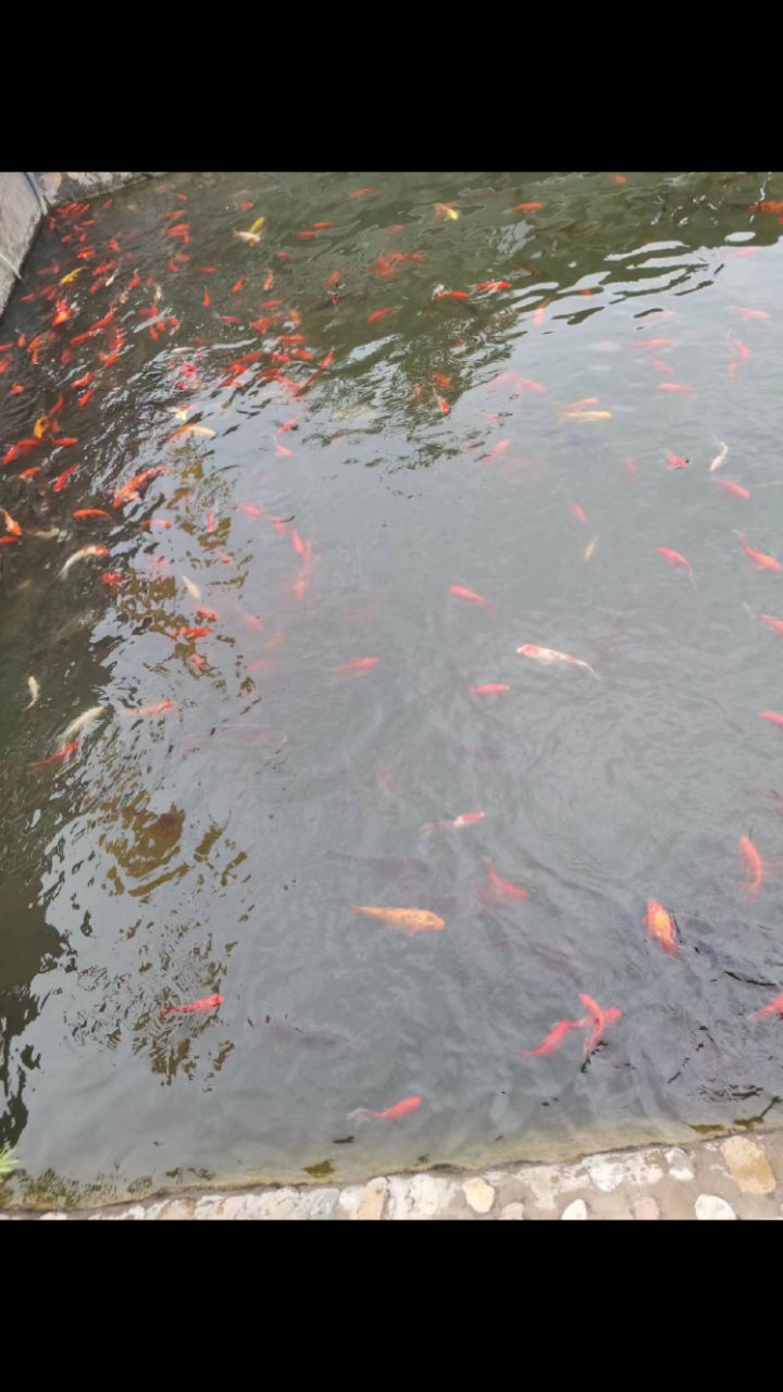 鱼水之欢,鱼是财,水也是财