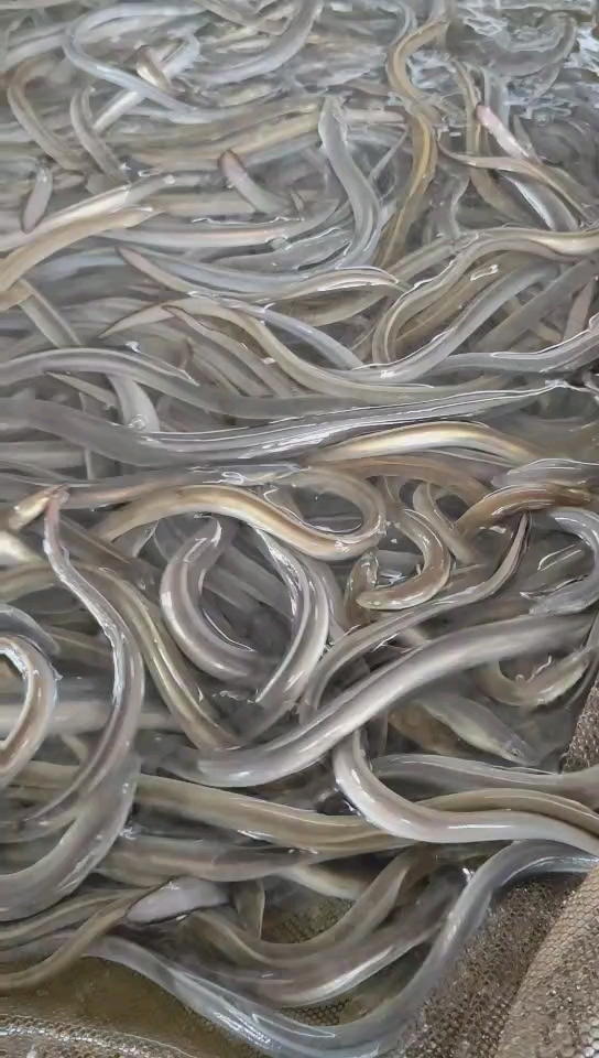 淡水鳗鱼苗各种优质鱼苗批发