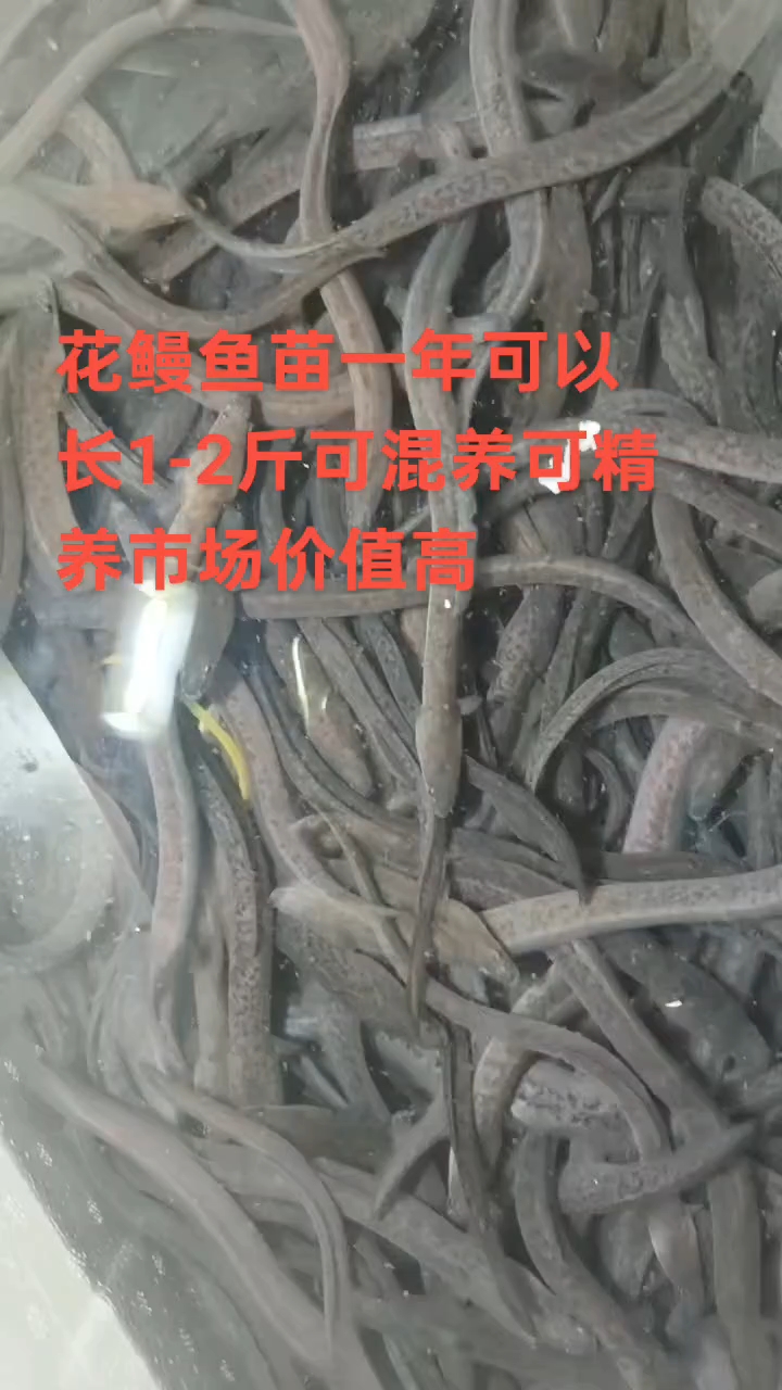 花鳗鱼不挑水质不挑环境新手也能轻松养殖,