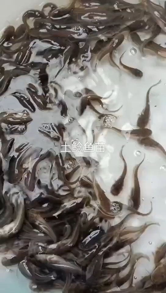 土鲶鱼苗 小口鲶鱼  沟鲶鱼苗 