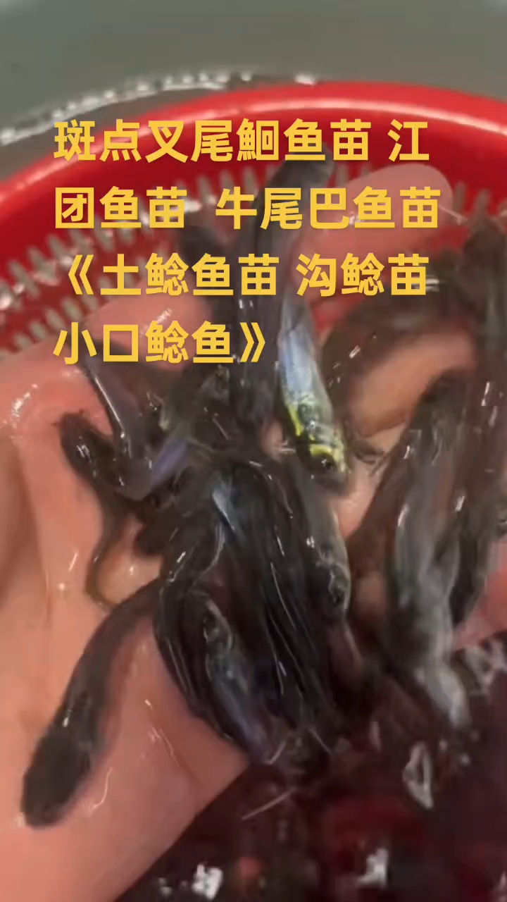 常年有各种优质鱼苗 需要鱼苗的老板欢迎咨询主页电话或者留言