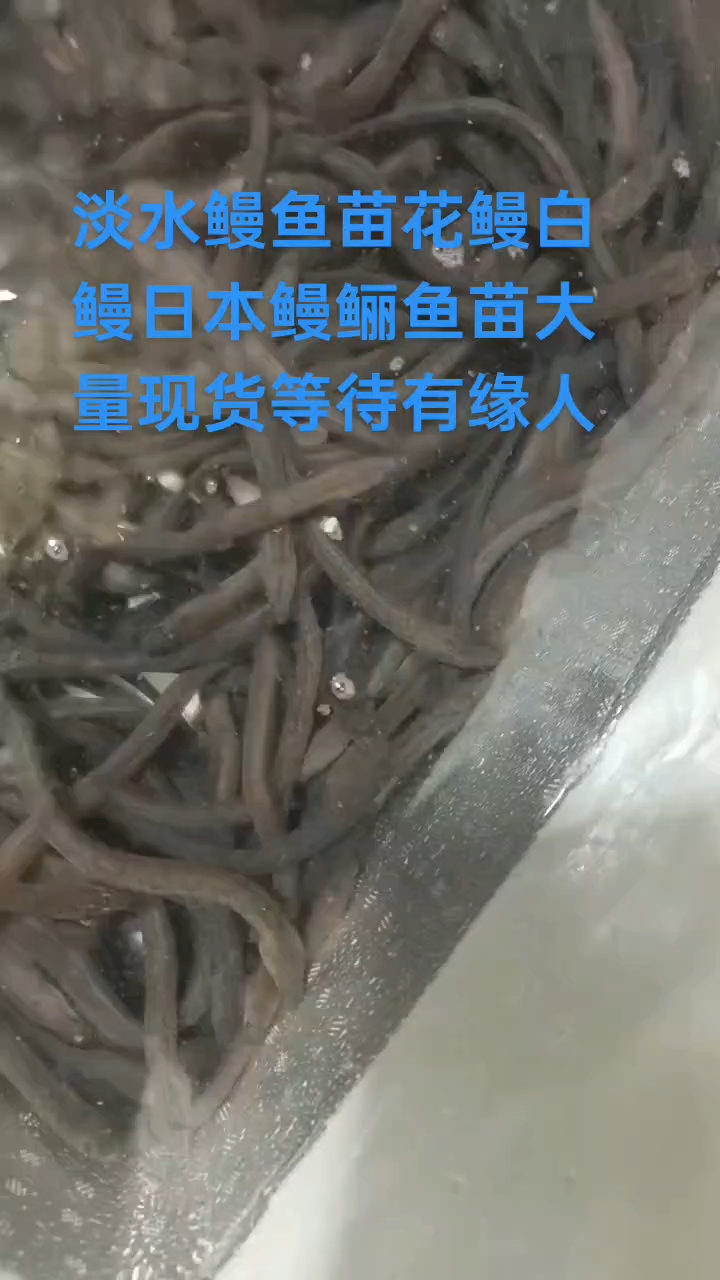 淡水鳗鱼苗水中软黄金养殖鳗鱼能帮你实现年入百万的梦想