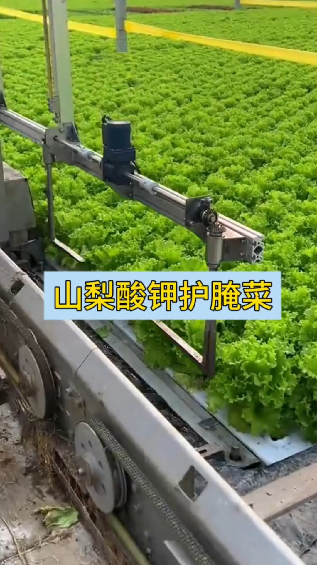山梨酸钾,30秒讲透!