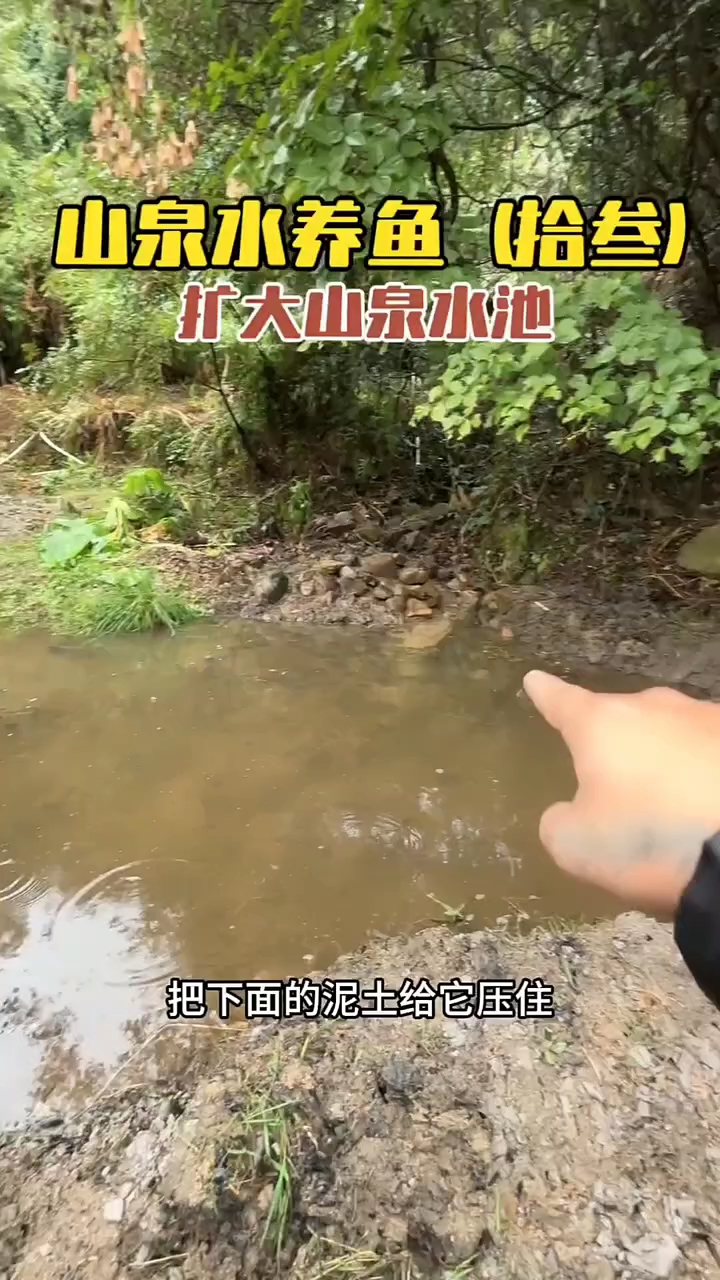 扩大山泉水池的面积，放50条溪鳗进去养！#山泉水养鱼 #泉眼