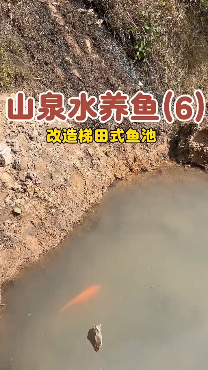 鱼塘升级，改造成梯田式鱼池山泉水养鱼 #改造 #鱼池设计 养