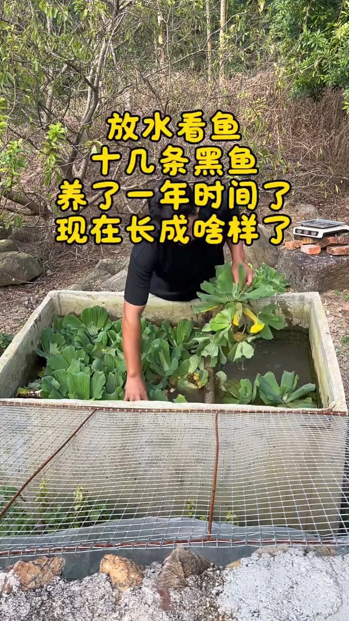 放干水看鱼,一平方米多一点的水泥缸里,养了十几条黑鱼