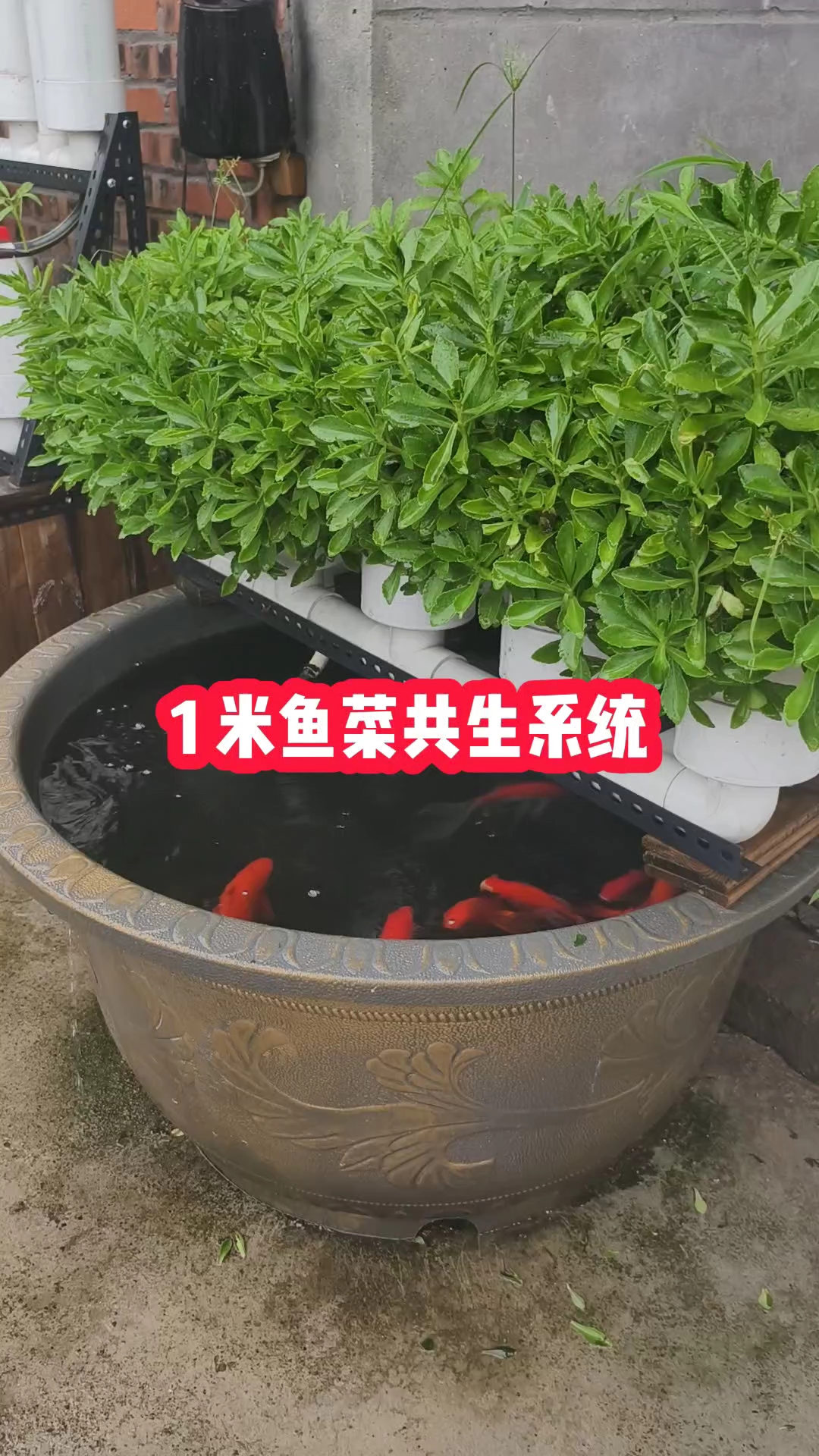 如何搭建一米鱼菜共生系统