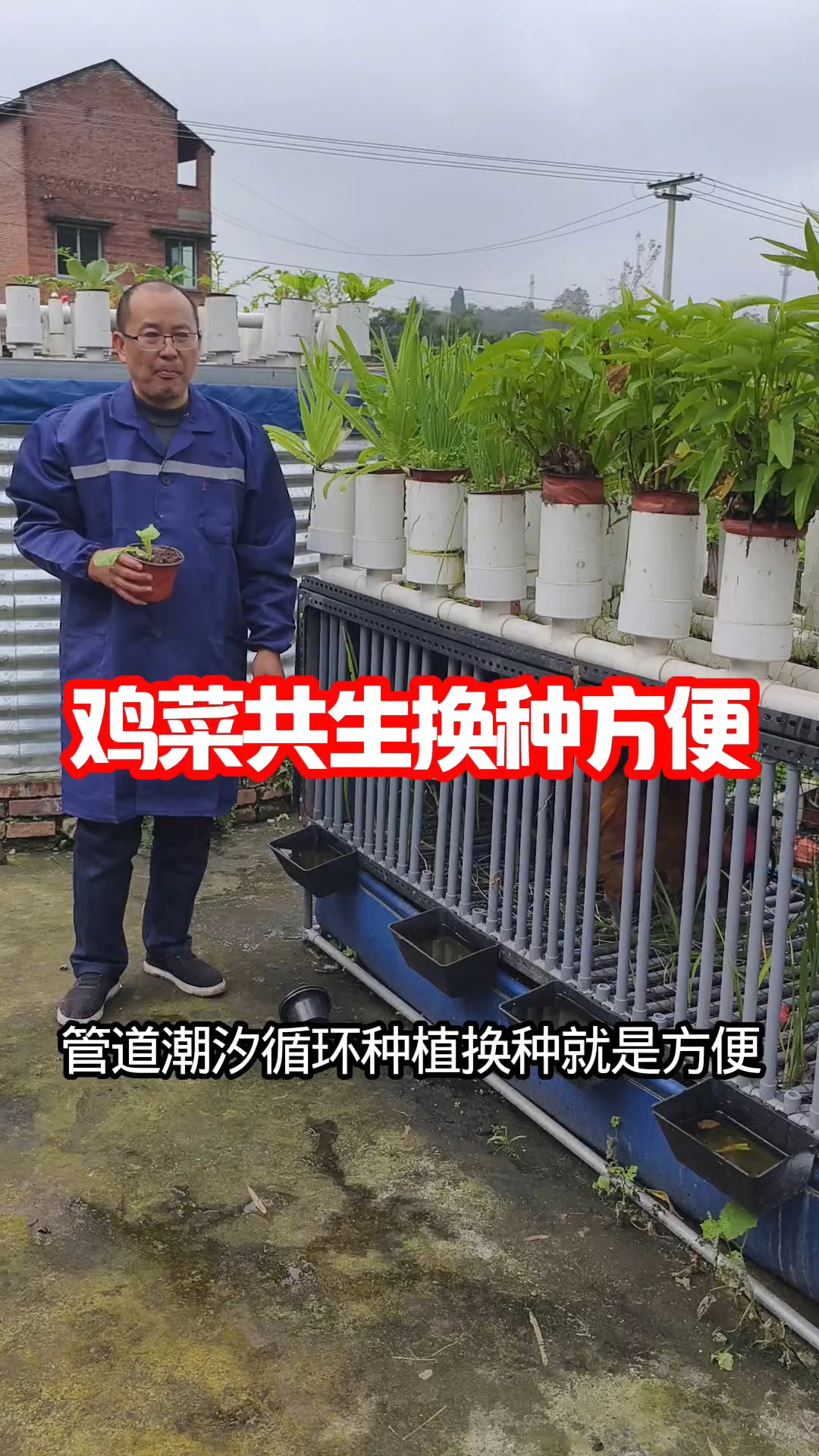鸡菜共生换种简单方便