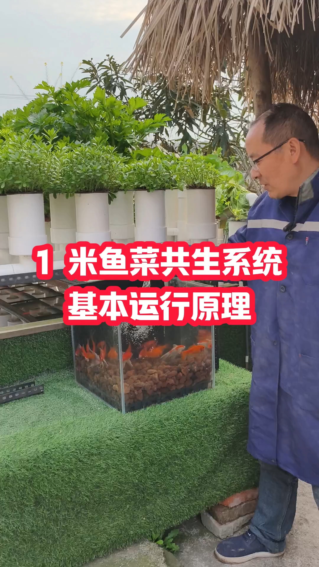 1 米鱼菜共生系统基本运行原理