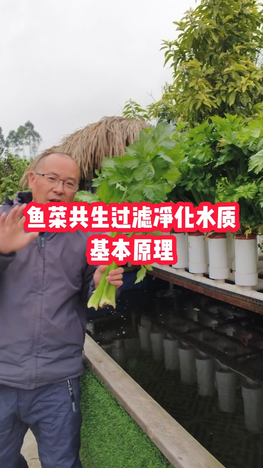 鱼菜共生过滤净化水质基本原理