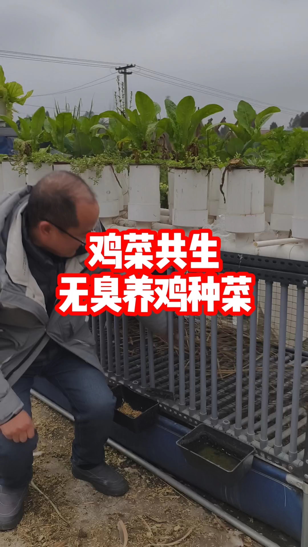 鸡菜共生自然生态的方式养鸡种环保健康