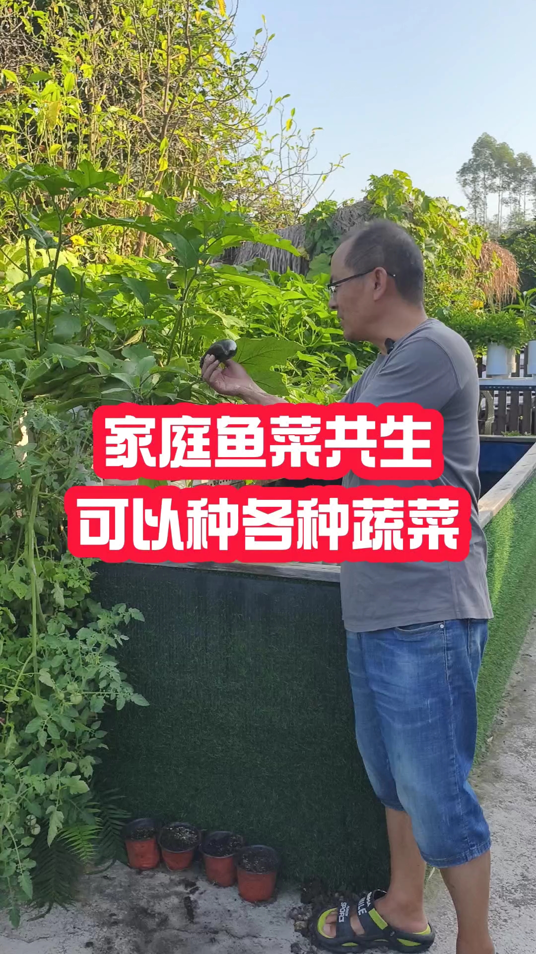 家庭鱼菜共生可以种各种各样的蔬菜