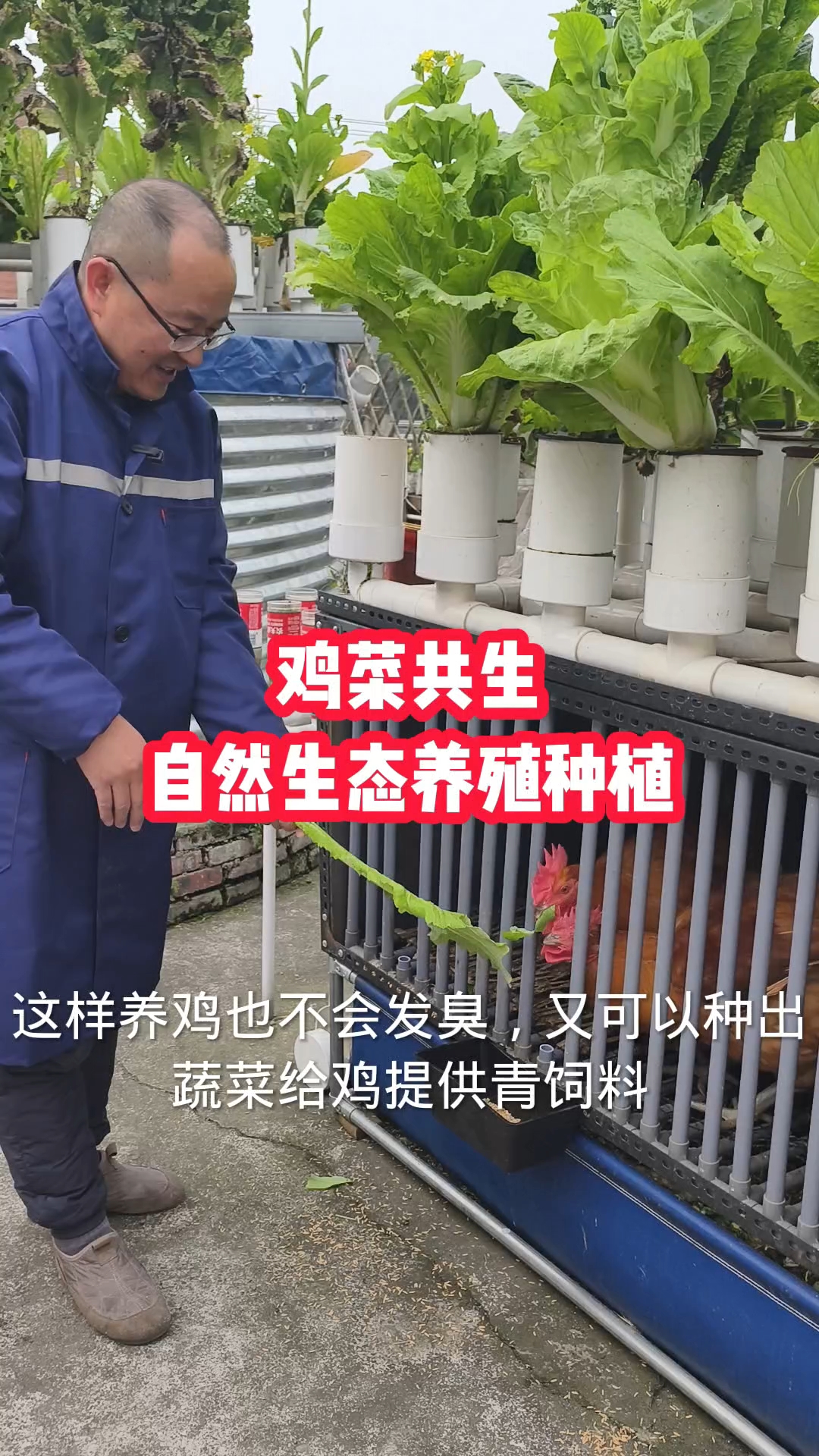 鸡菜共生自然生态方式养鸡种菜