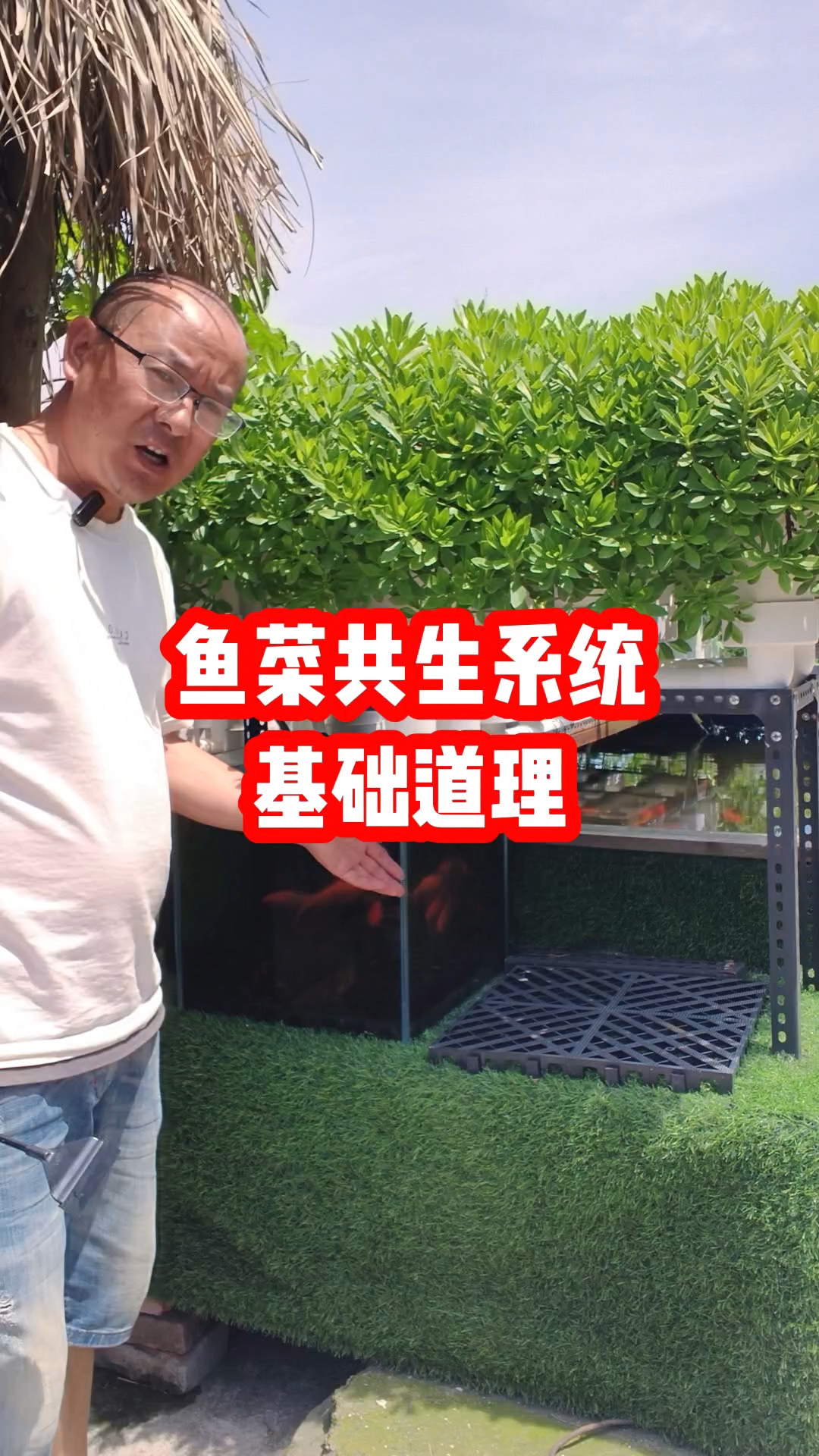 对鱼菜共生感兴趣就仔细看完基本道理吧