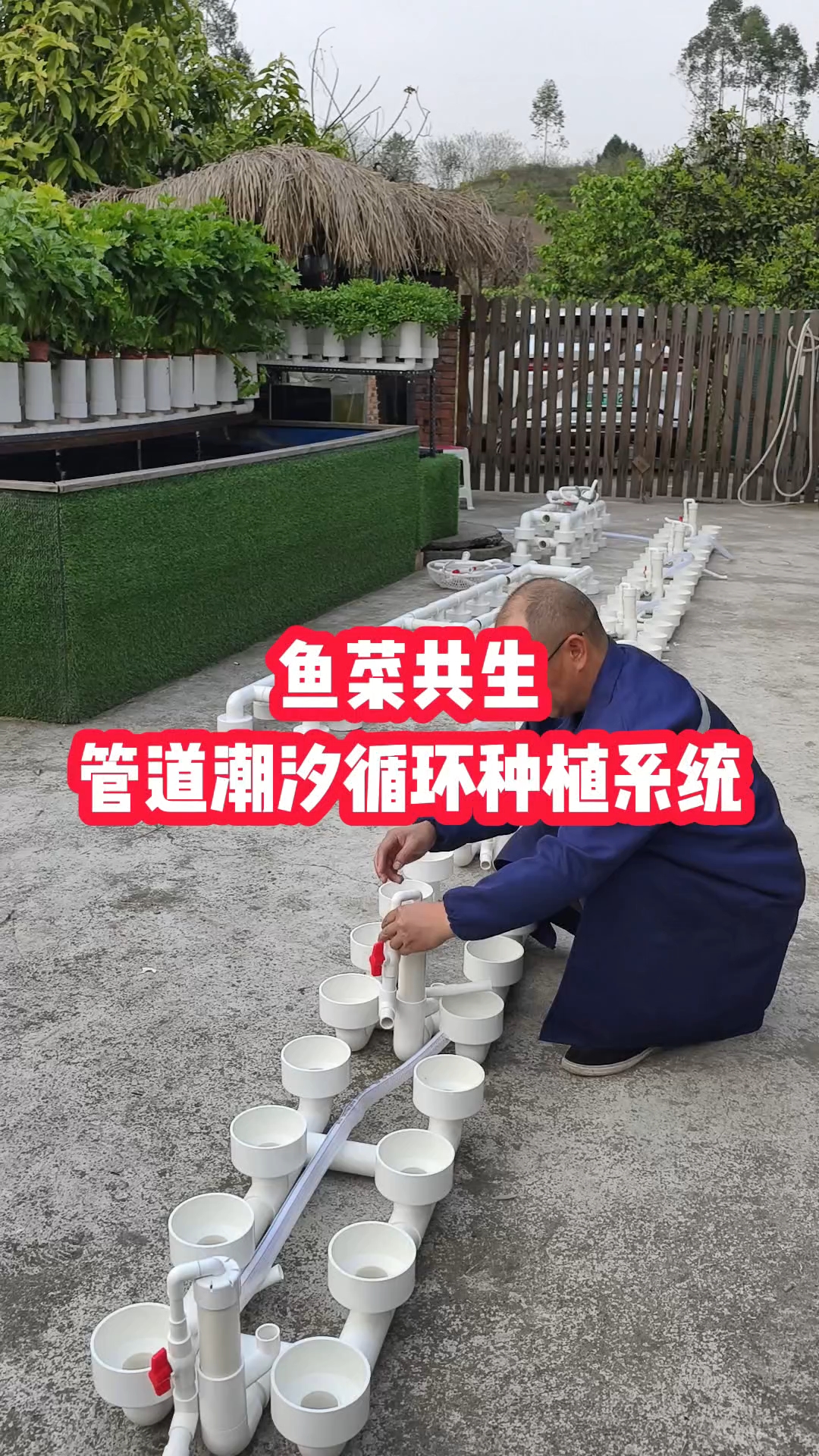 鱼菜共生管道潮汐循环种植系统