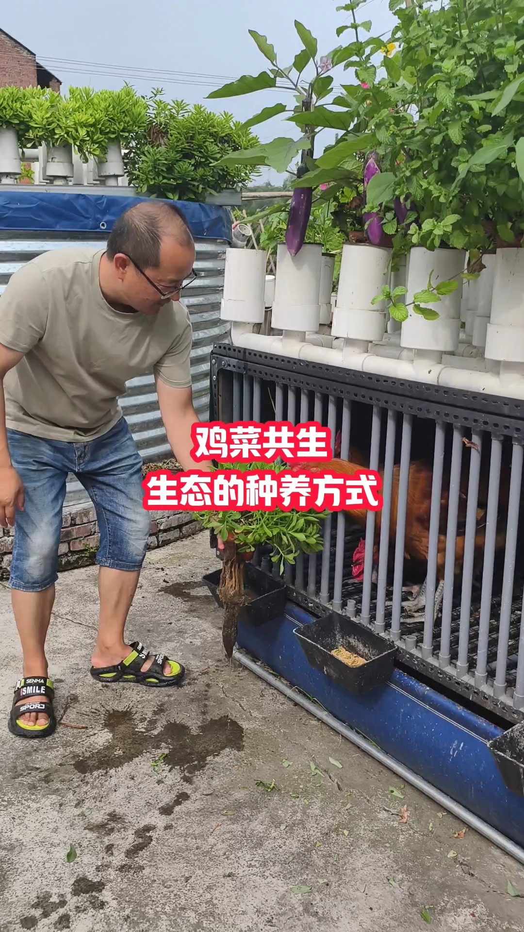 鸡菜共生环保健康的种养方式