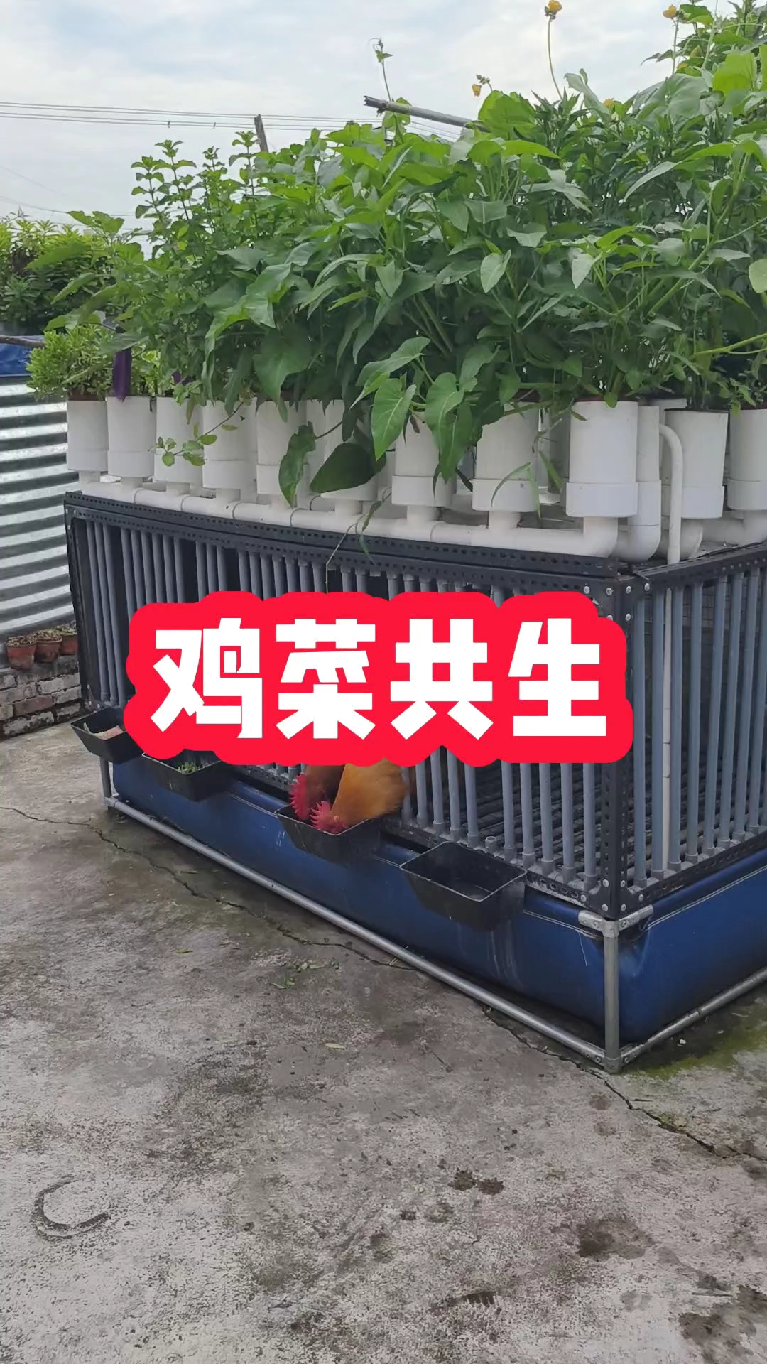 鸡菜共生自然生态的方式养鸡种菜