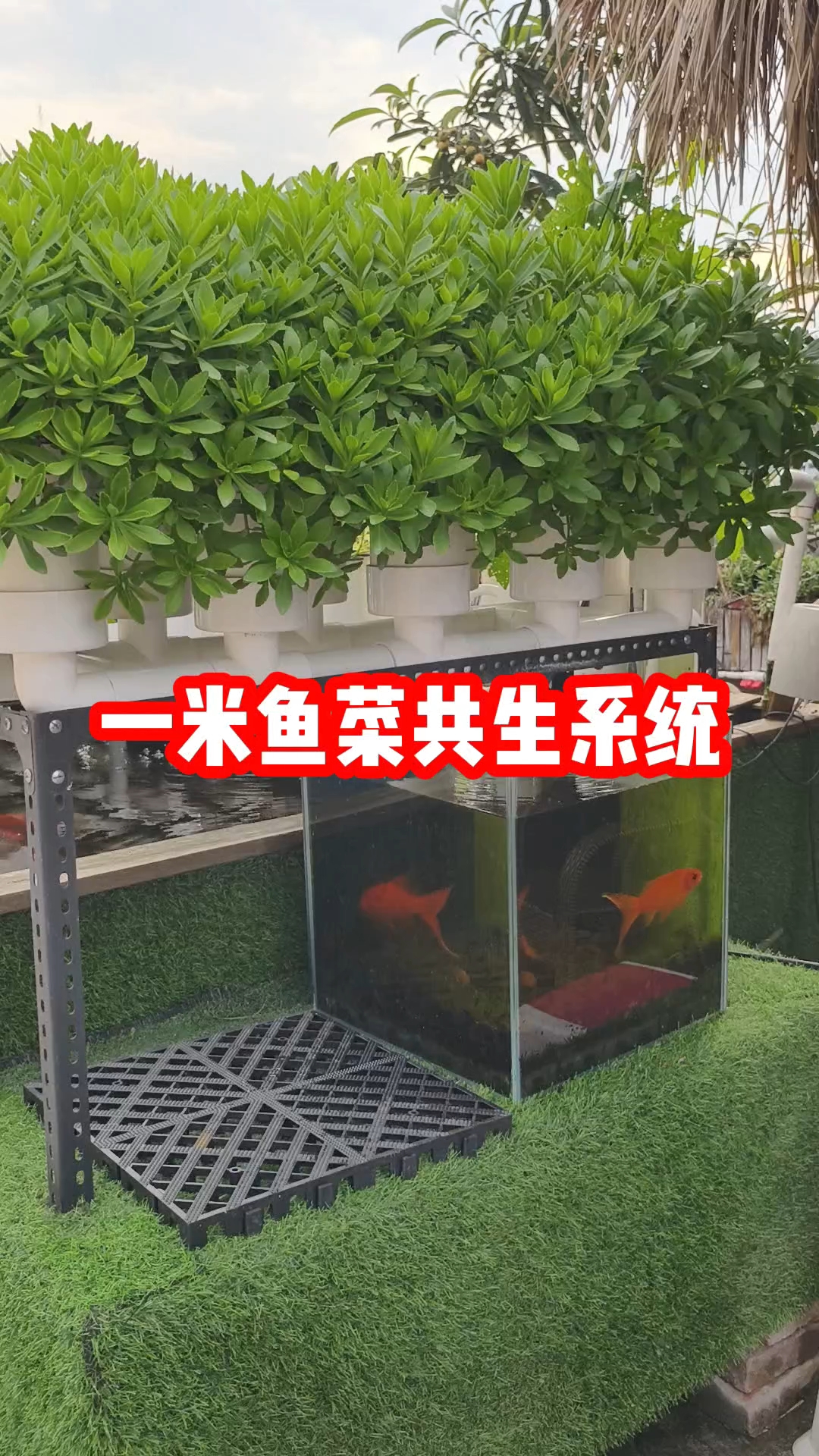 一米鱼菜共生管道潮汐循环系统可以灵活设置