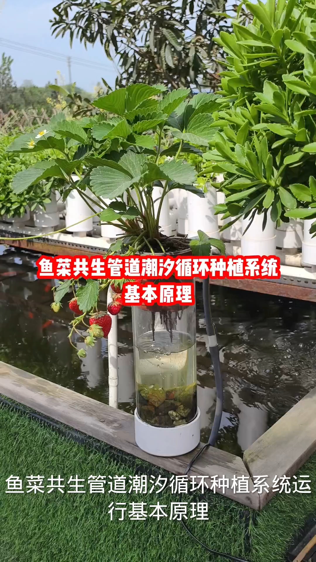 鱼菜共生管道潮汐循环种植系统运行基本原理