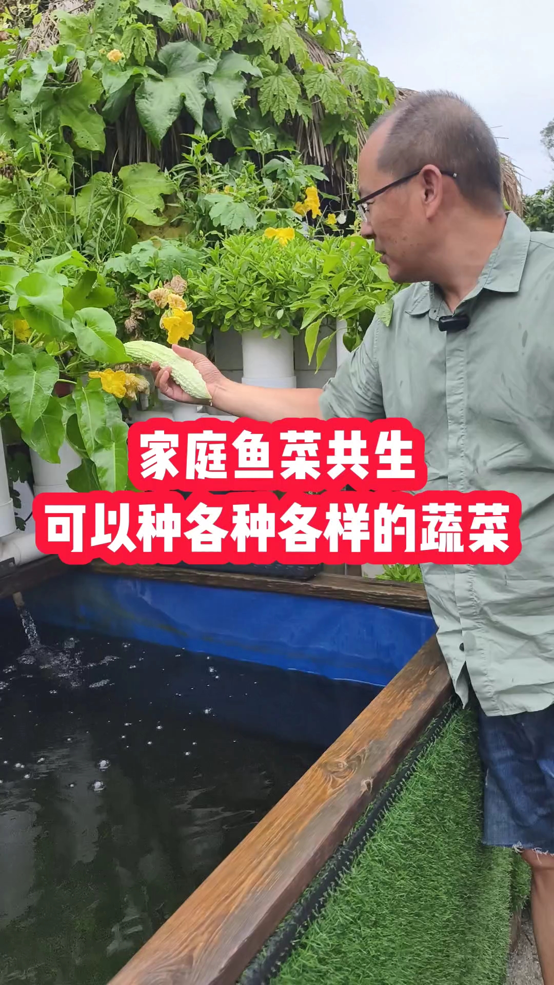 家庭鱼菜共生可以种各种各样的蔬菜