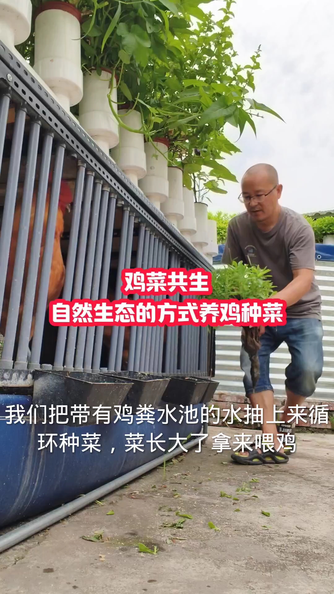 鸡菜共生自然生态的方式养鸡种菜
