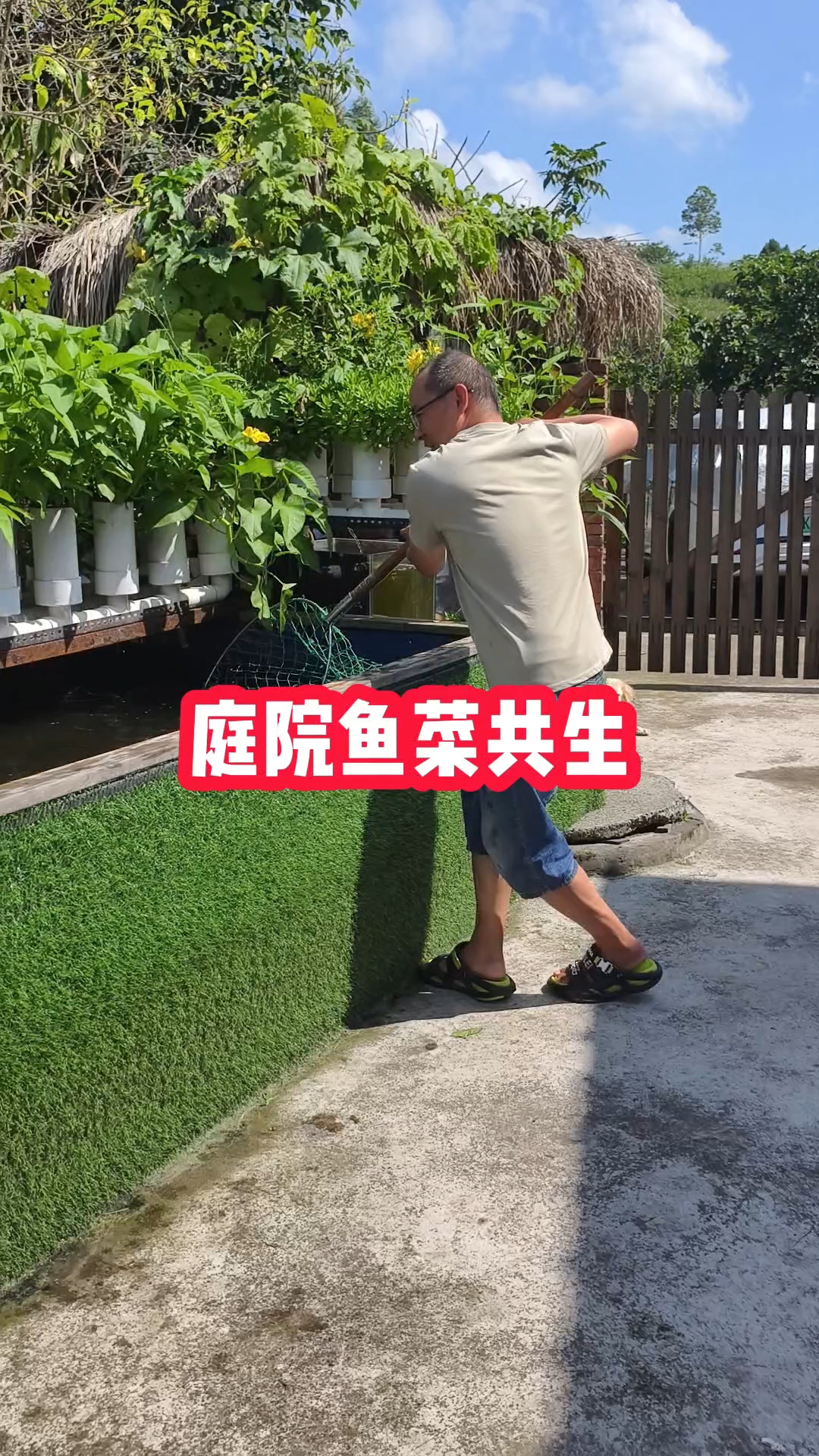 庭院鱼菜共生养了各种各样的淡水鱼