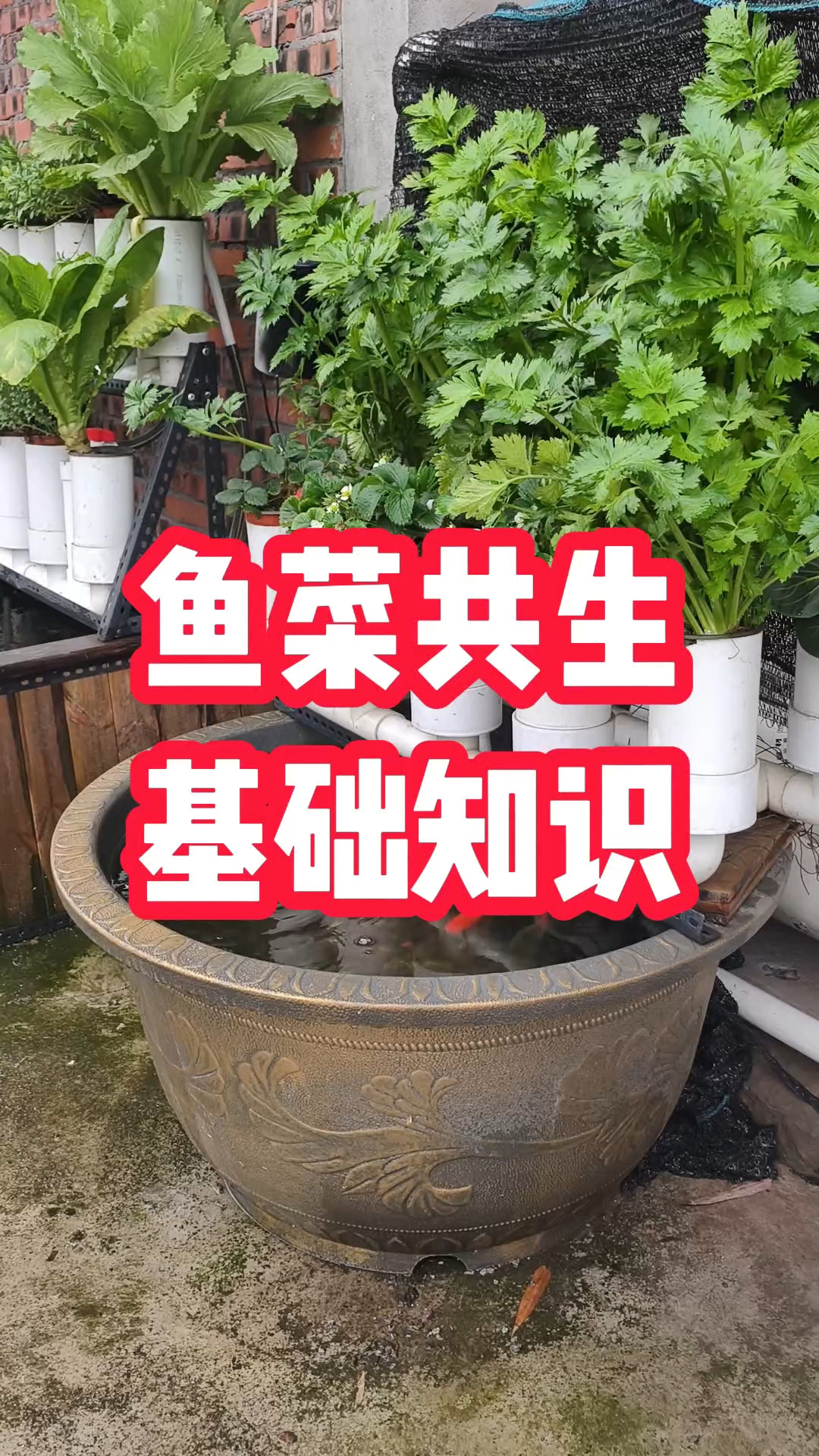鱼菜共生本身就是一个完整生态的过滤系统