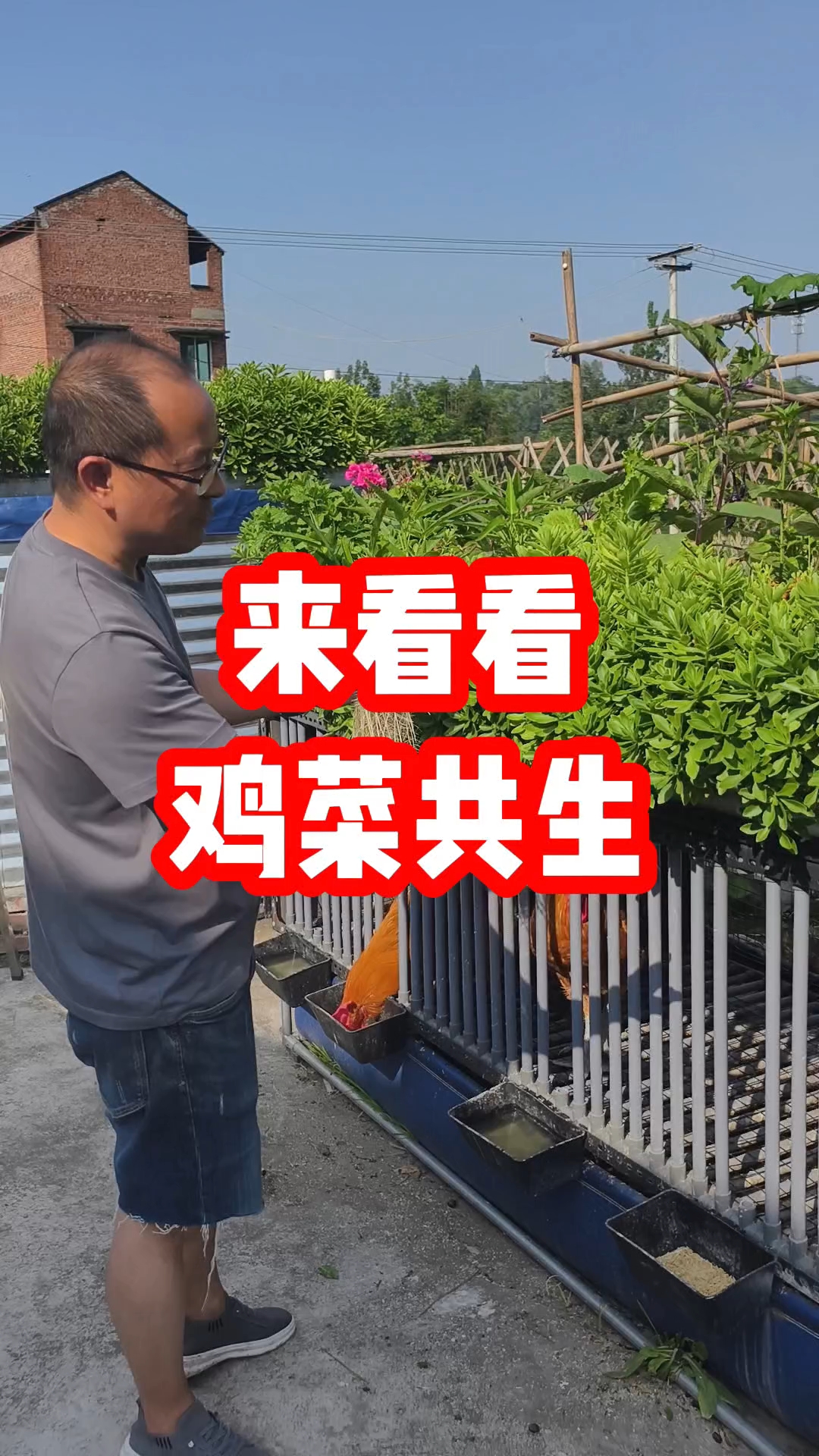 鸡菜共生就是把带有鸡粪的水抽上来循环种菜