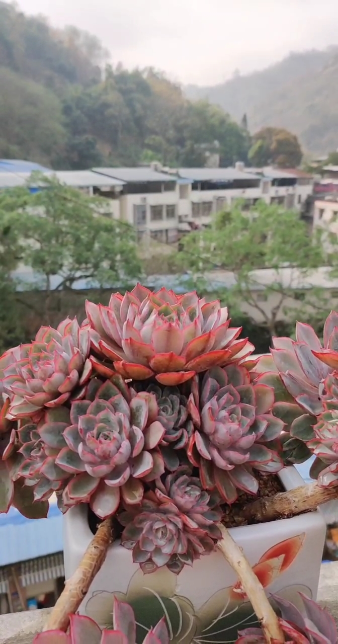 美不胜收的赫拉老桩