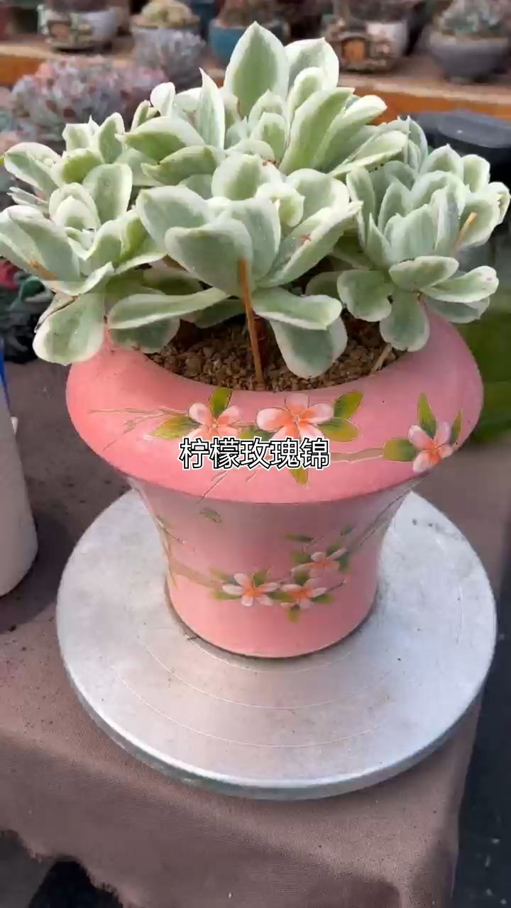 柠檬玫瑰锦这样的多肉我是养不好