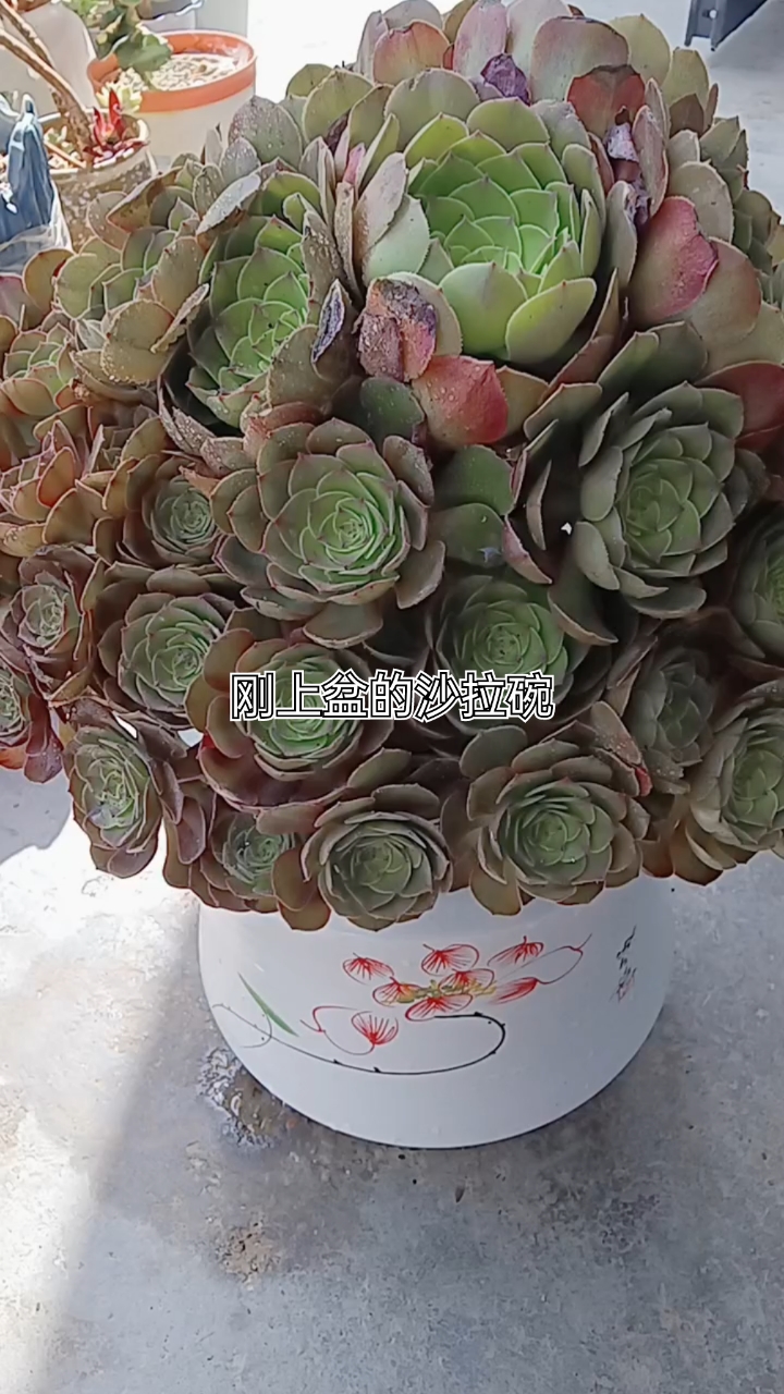 刚上盆的沙拉碗不知道能服盆否