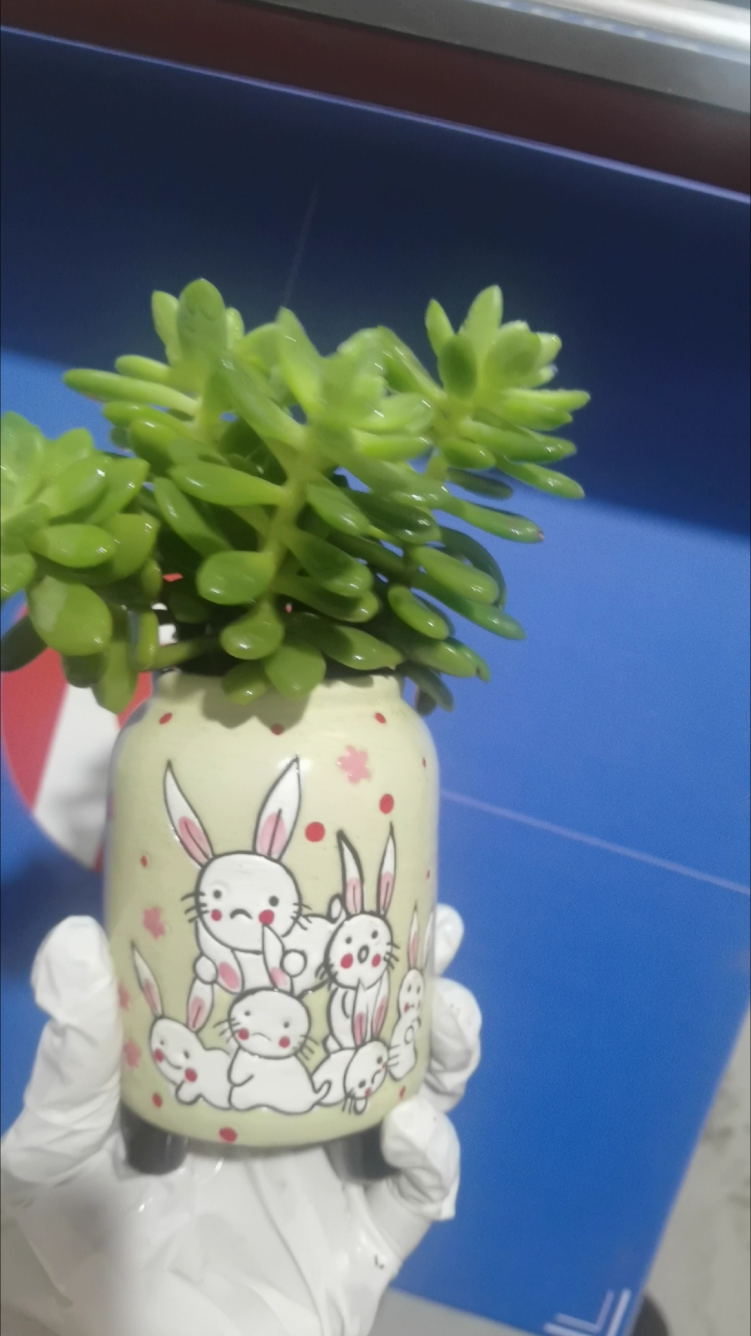 嫩绿带有香味的春萌让人心动不已！#多肉小清新# #萌兔花盆# #交换我拍的春天#