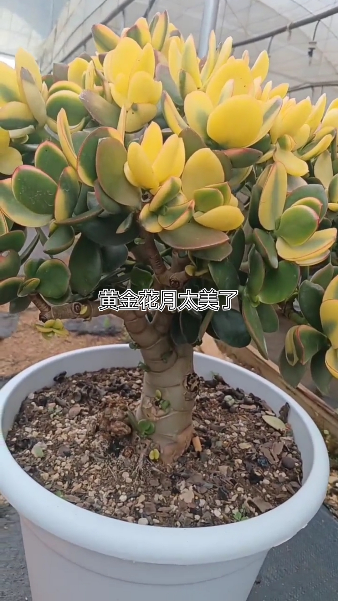 黄金花月太好看了