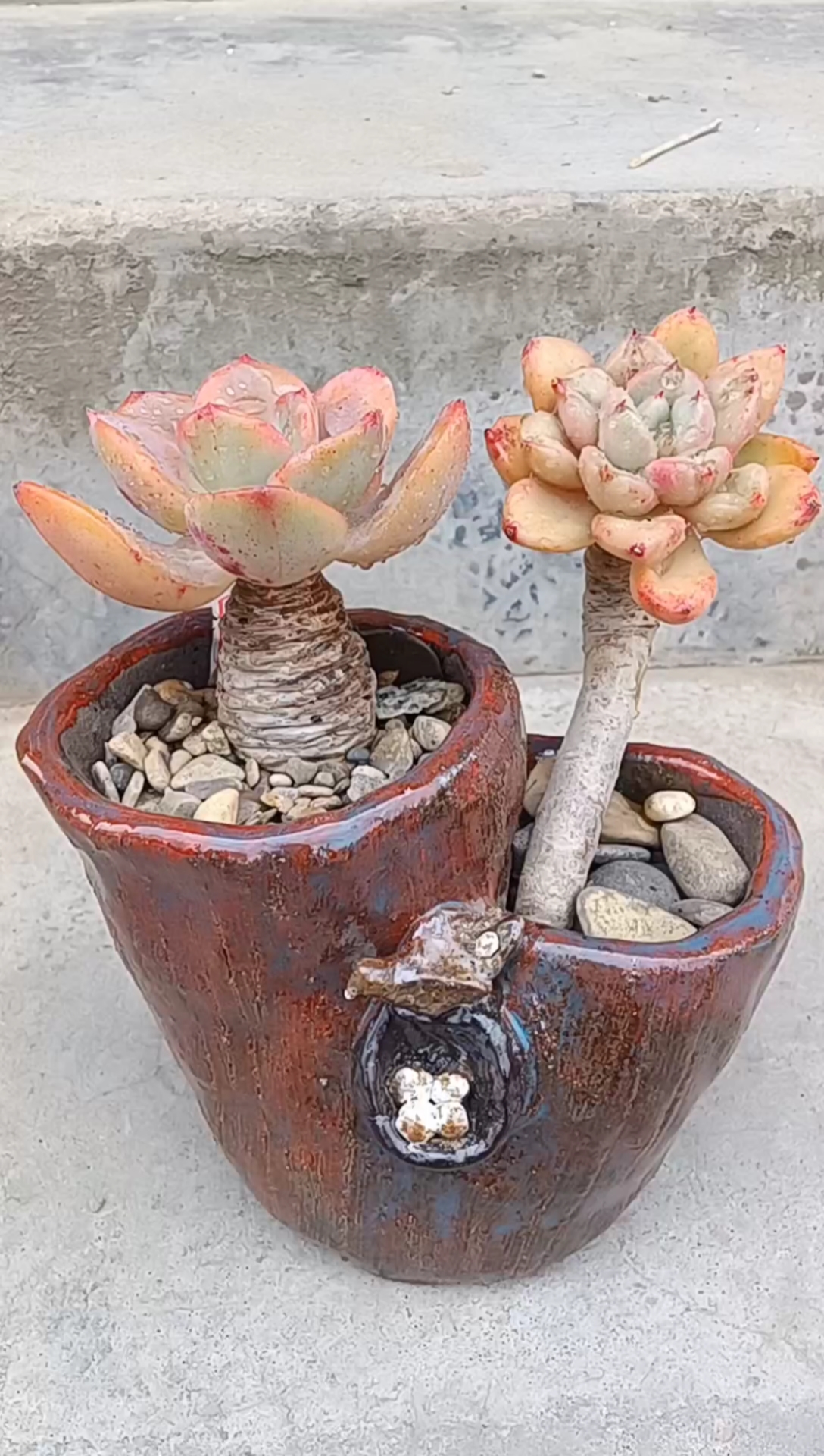 泪无痕与奶油鳄梨