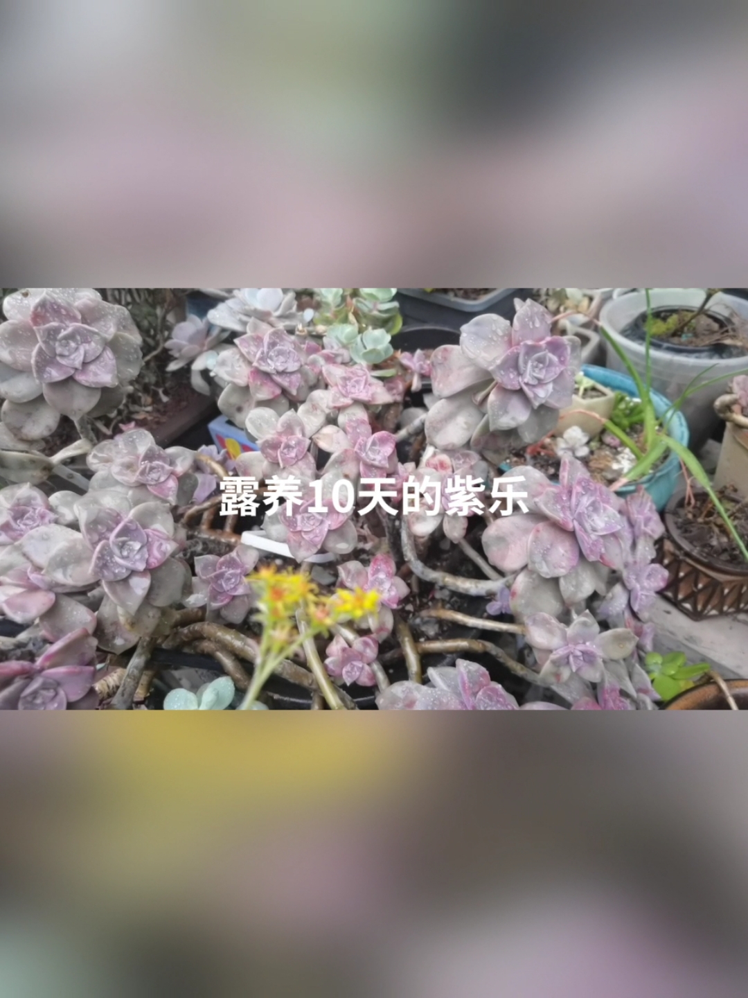 露养十天的紫乐#露养多肉# #真实生活记录#