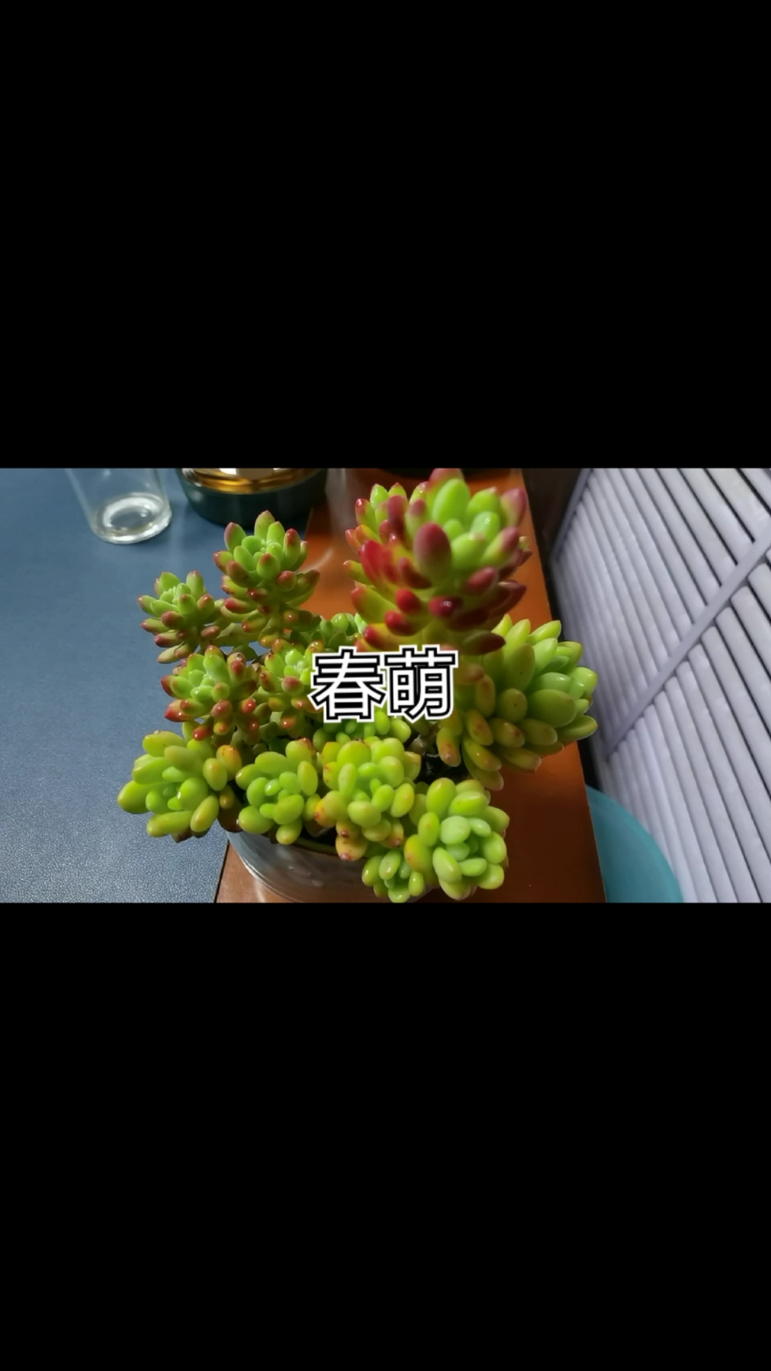 可可爱爱的多肉春萌淡淡的花香惹人心醉