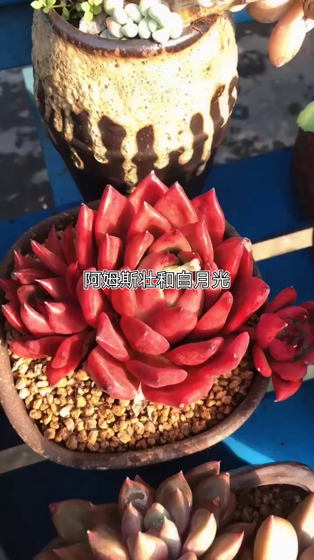 阿姆斯壮和白月光