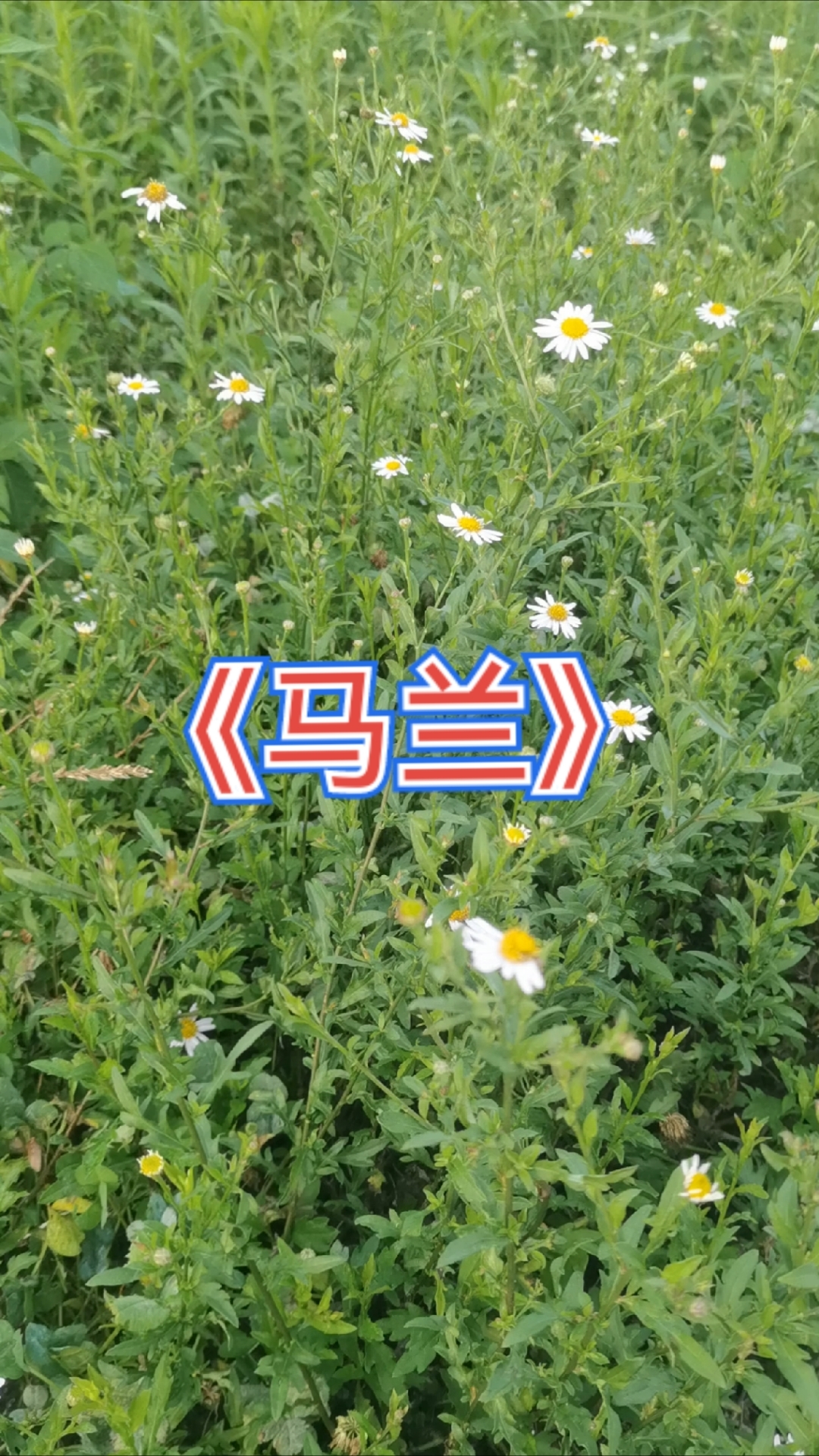 《马兰》和仙鹤草是绝配,有经验的人叫它“止血草”,你认识吗?