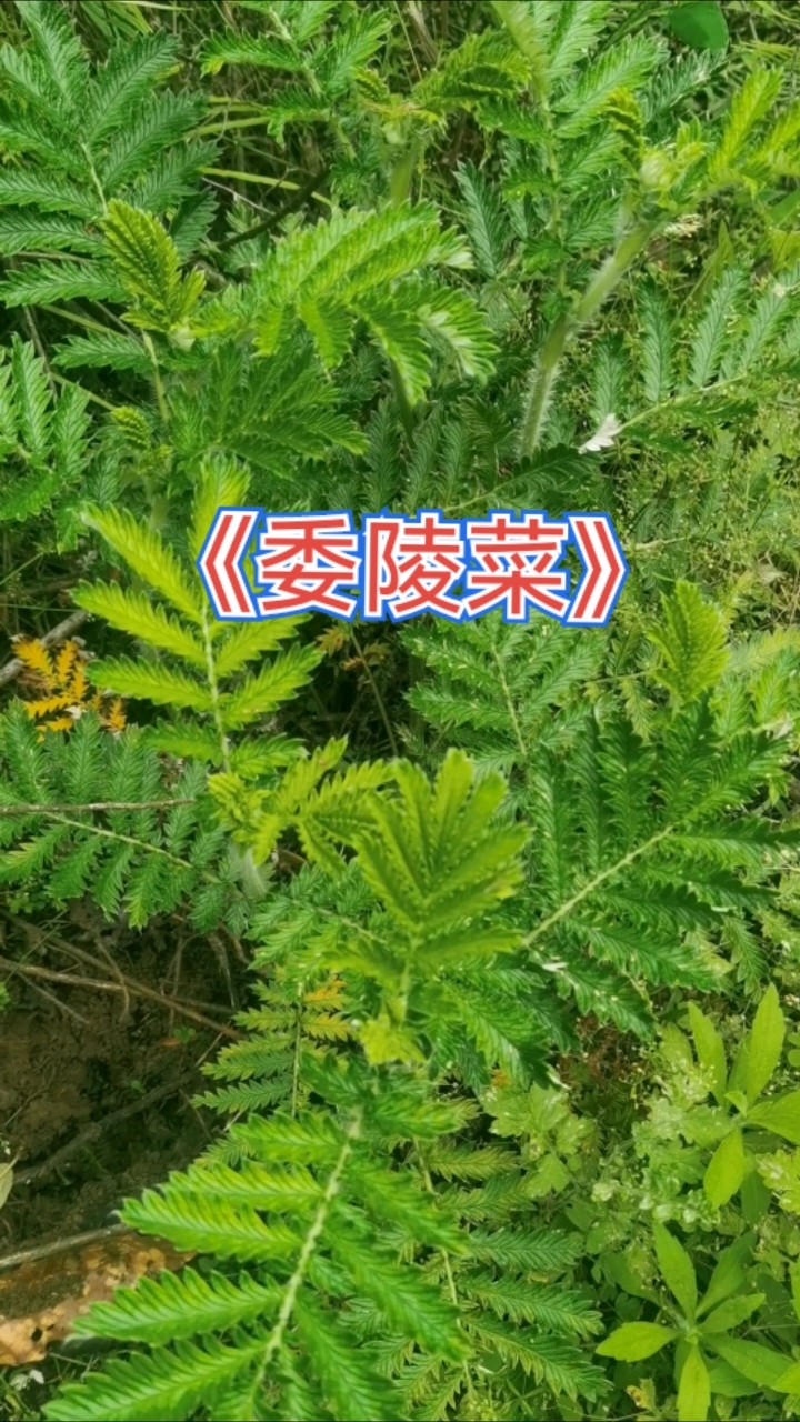 《委陵菜》这么大的委陵菜,你见过吗?