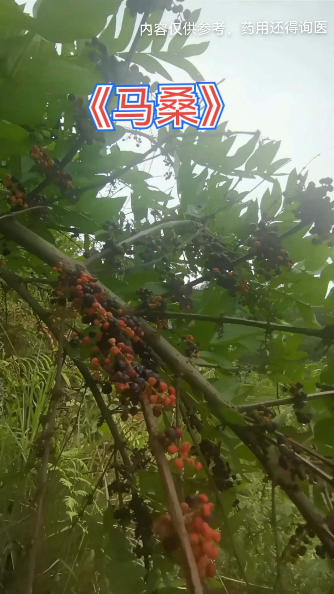 《马桑》   农人常用的醉鱼草，根、叶入药作用大，你知道吗？