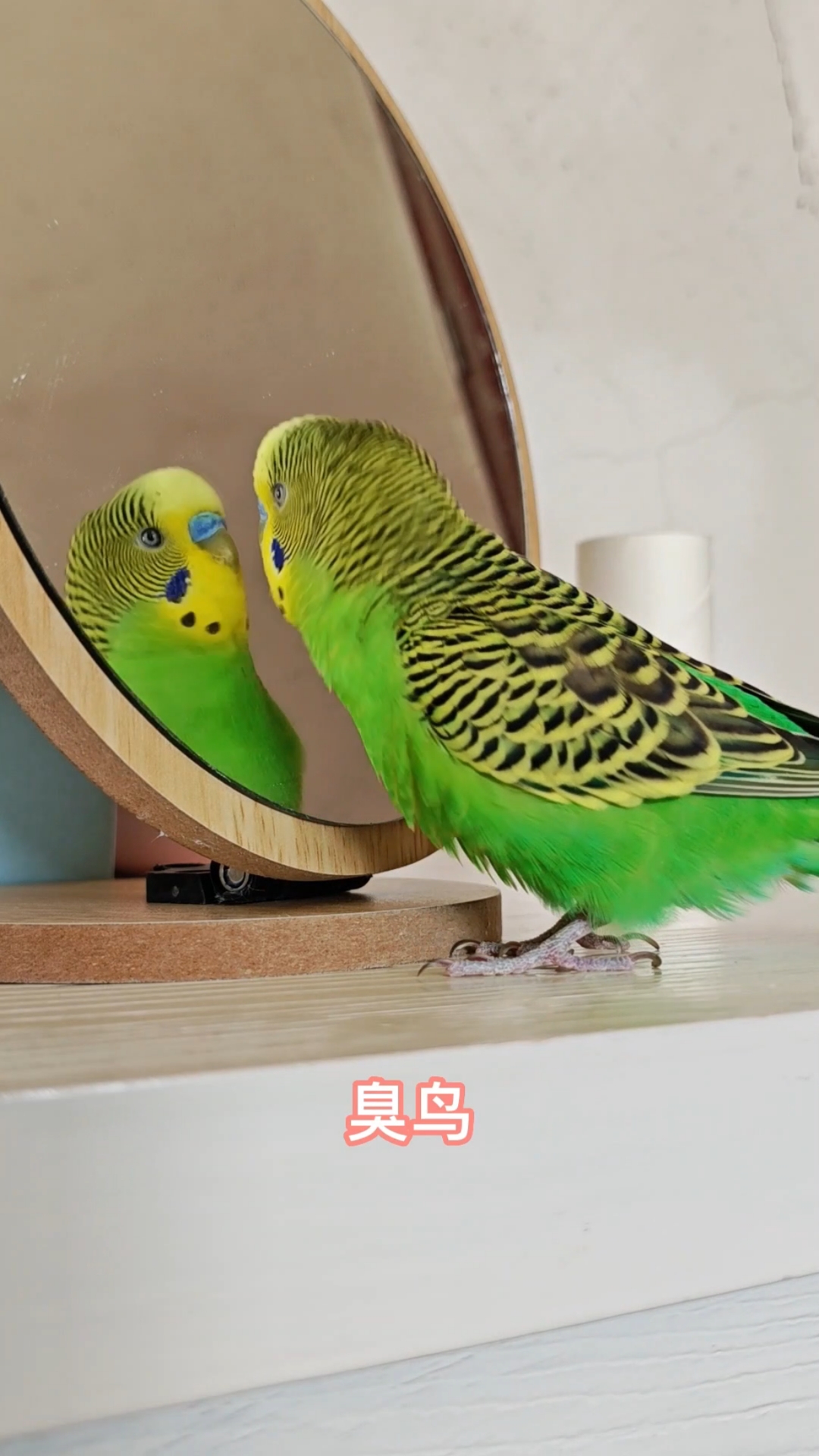 虎皮鹦鹉叫声,会人话也会鸟语