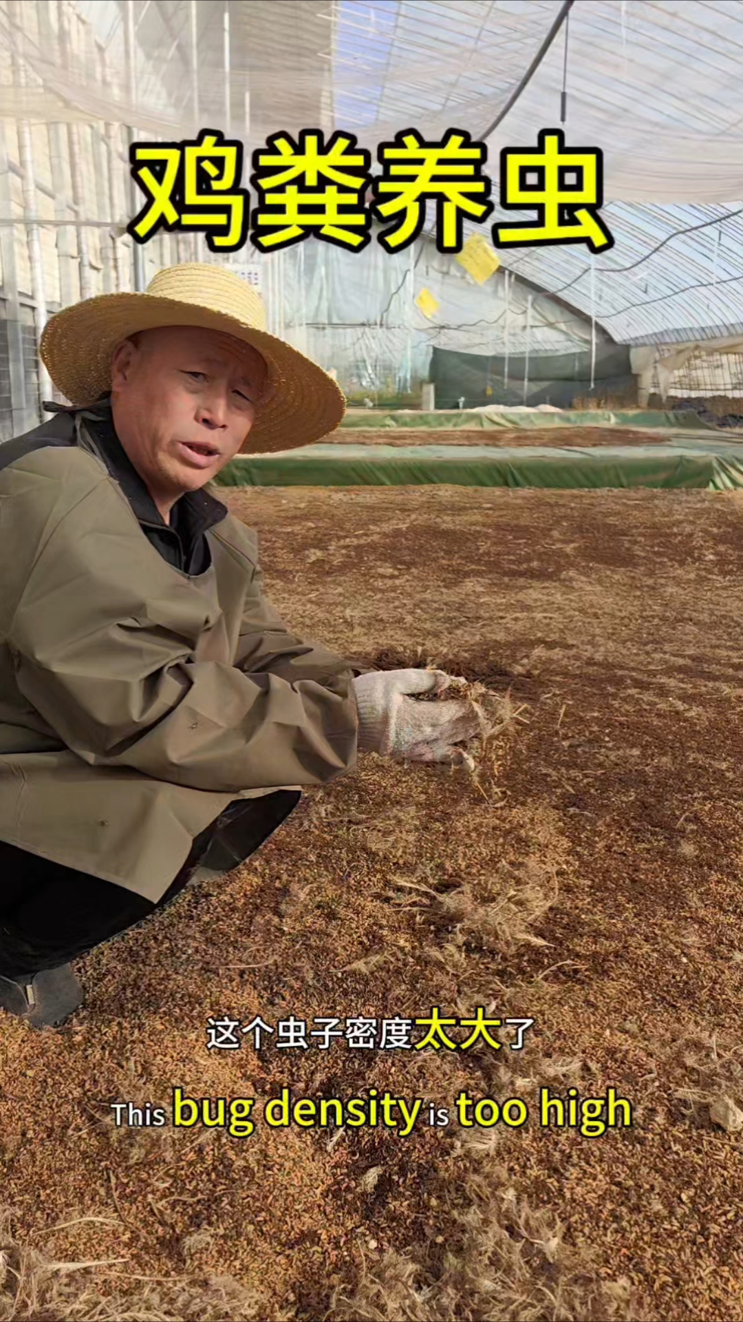 鸡粪养虫，密度过大会影响虫子的个体差异较大