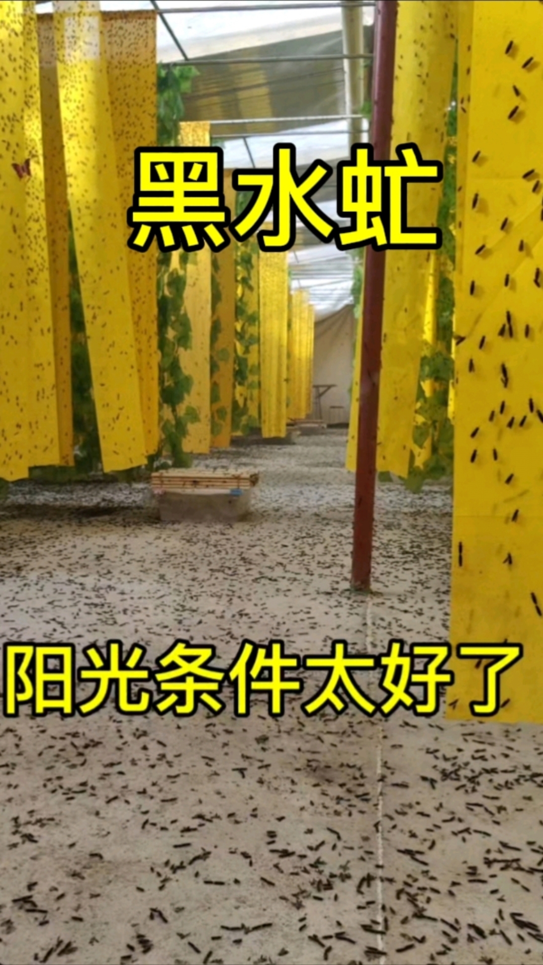 鸡粪虫产卵量低，是个体偏小还是营养不足？欢迎大家讨论