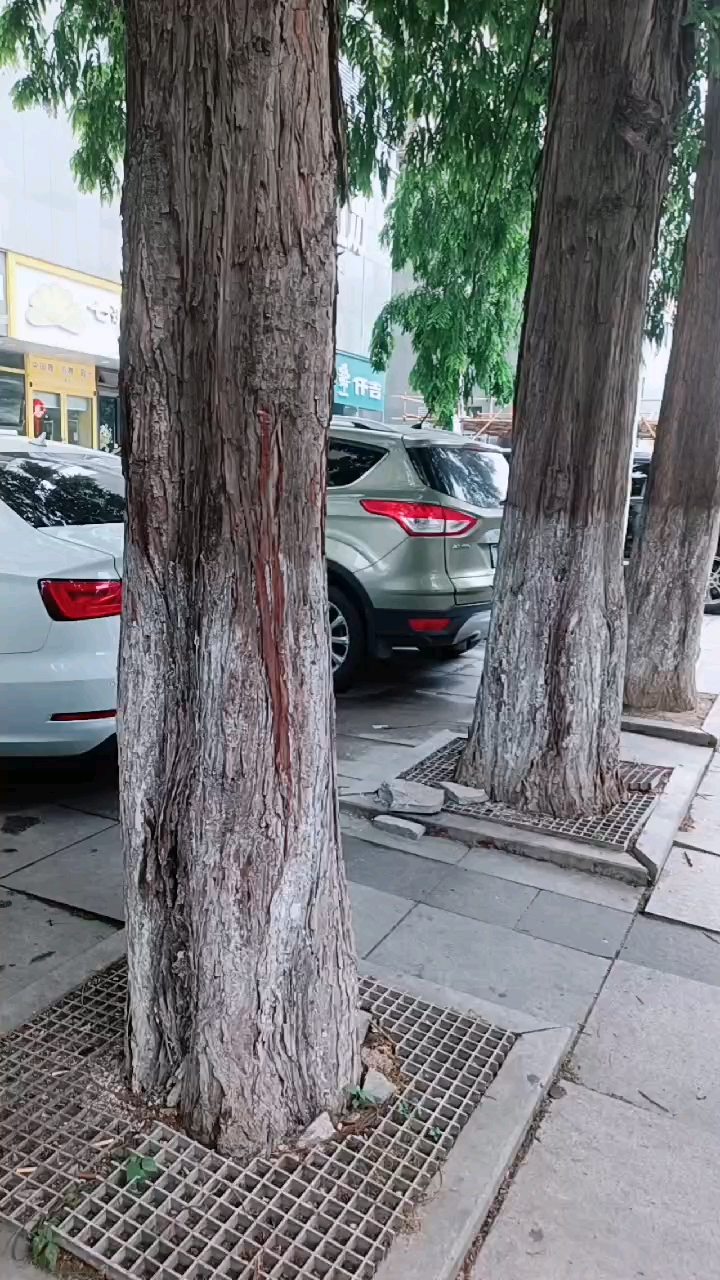 城市中不多见的高大水杉木