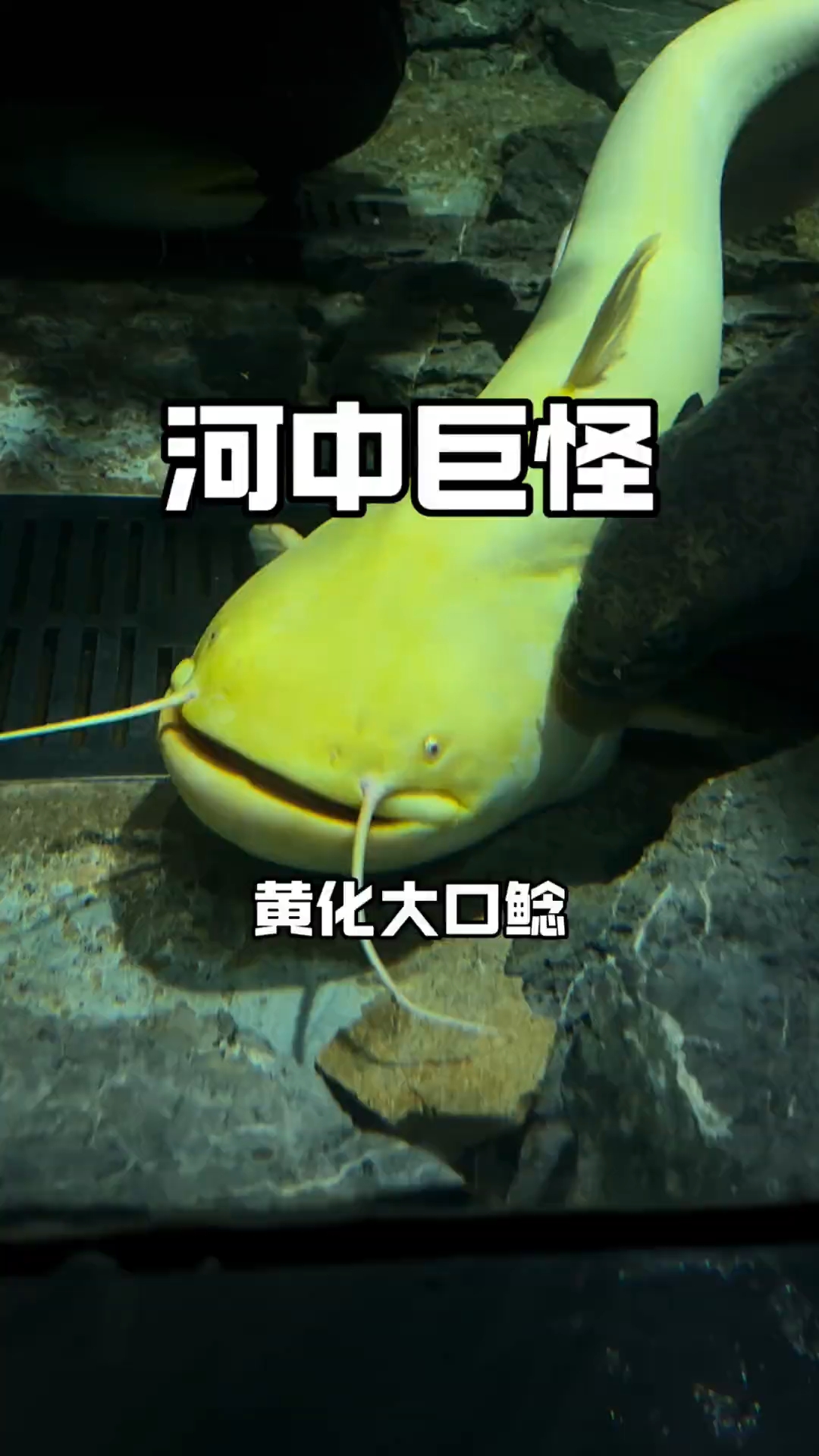 国内淡水霸主黄化大口鲶来袭
