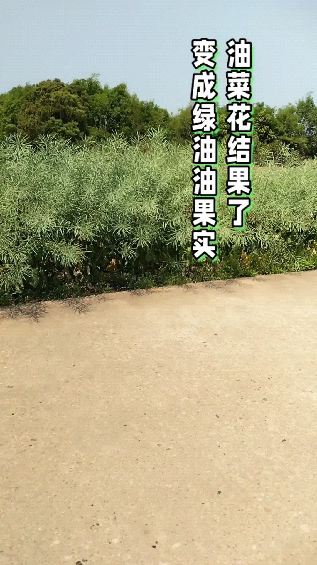油菜花结果了变成绿油油果实