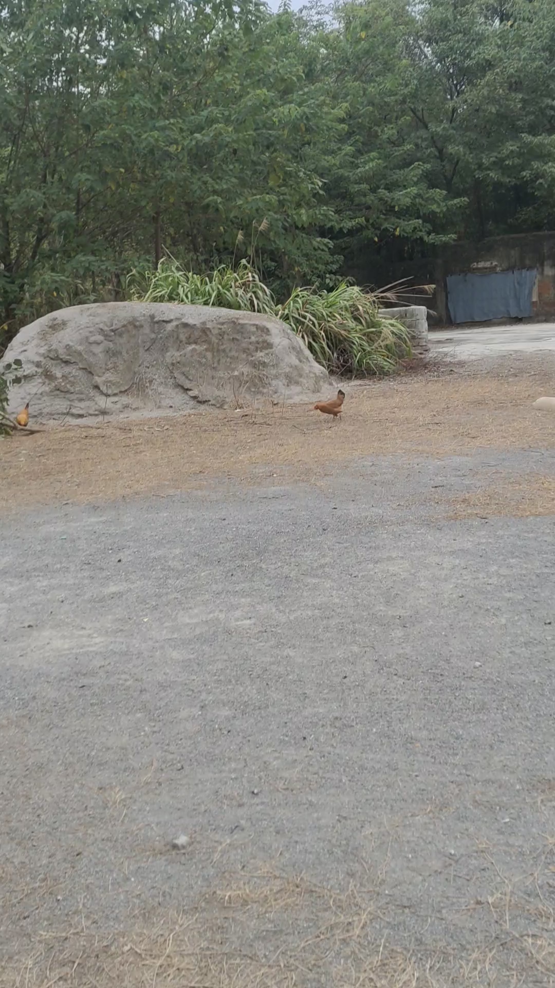 农家散养土鸡,土鸡蛋