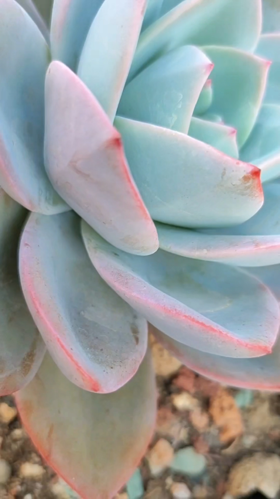 布鲁蓝在广东也很皮实好养,夏天要遮阳其余时间段可以纯露养