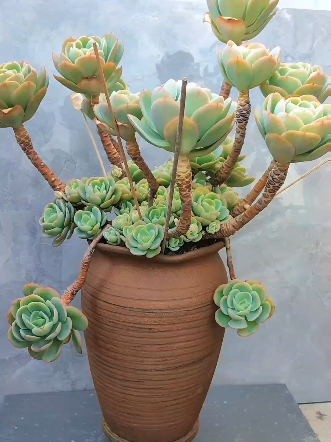 骑兵养了5年从当然的单头变成这样,它和碧桃比你更喜欢谁